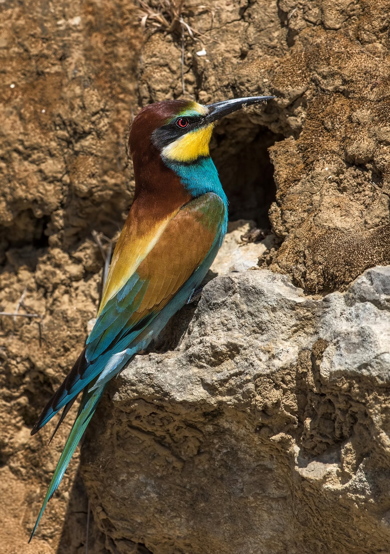 lavori in corso (birds at work) :-)