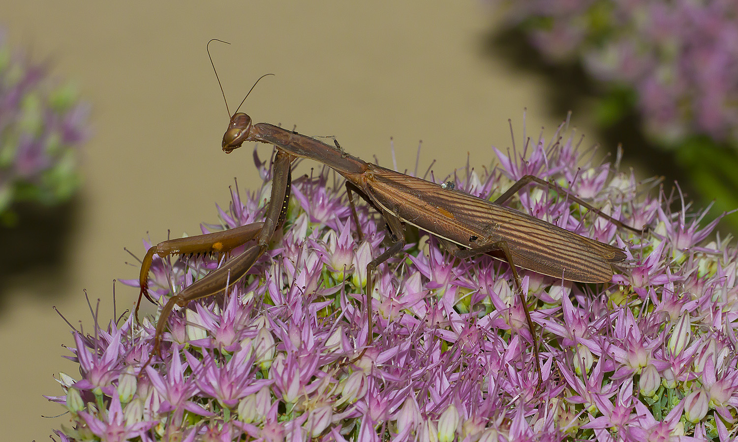 Hic manebimus optime