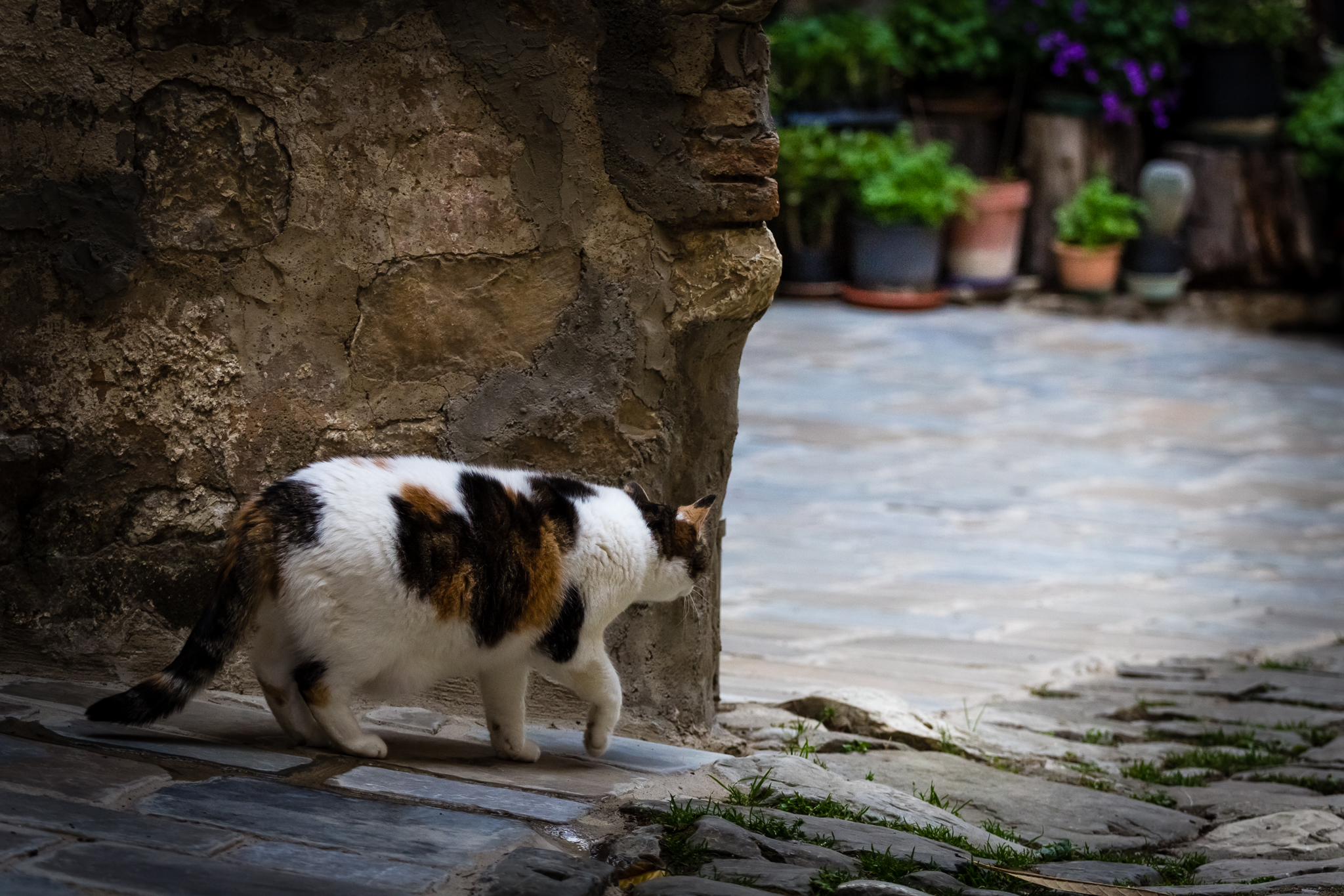 Some inhabitants of Montefioralle