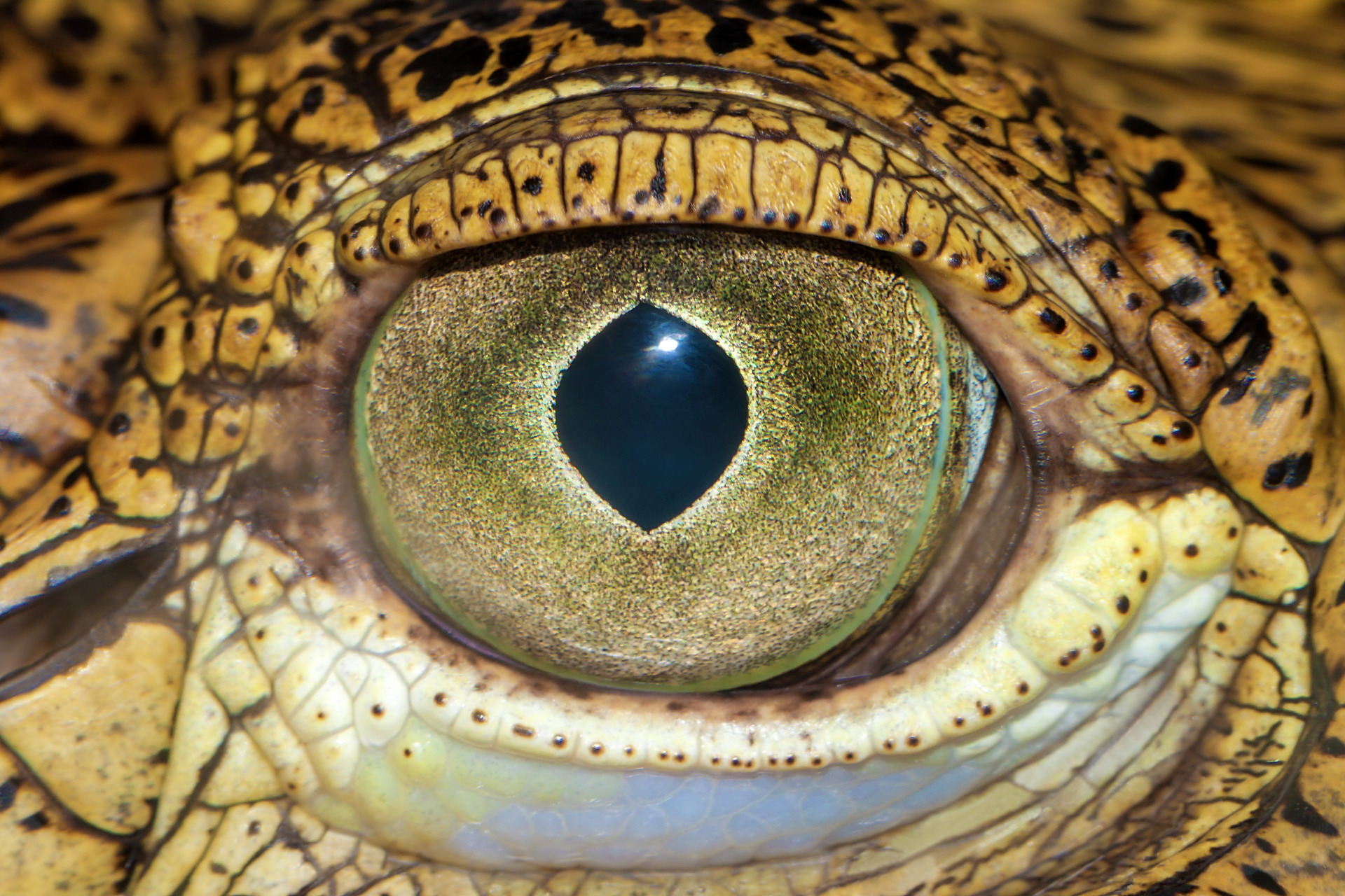 Crocodile Eye