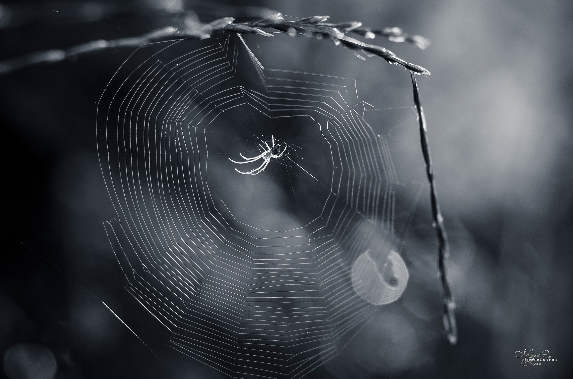 In the grip of the spider