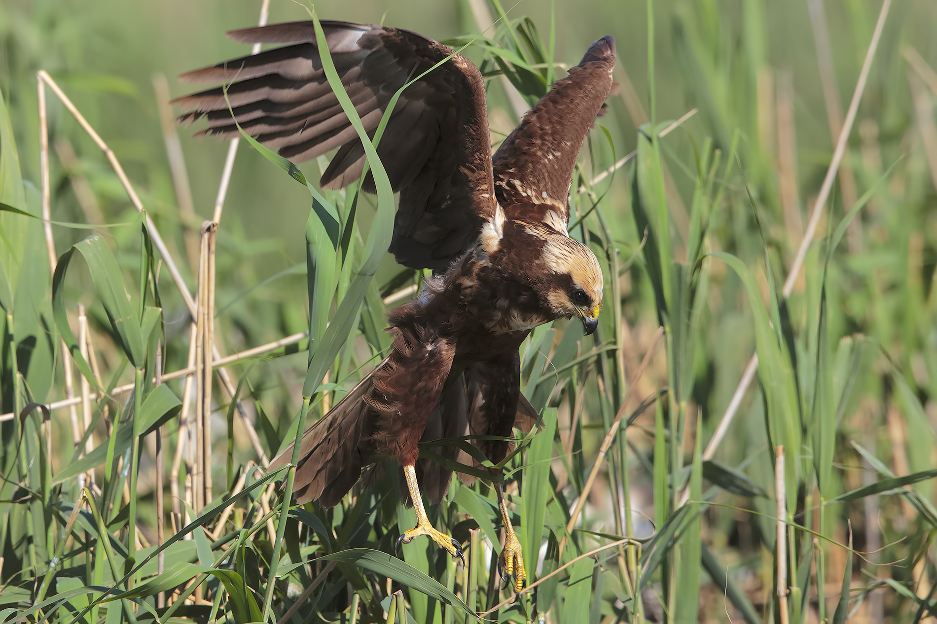 Swamp Hawk continues the hunt