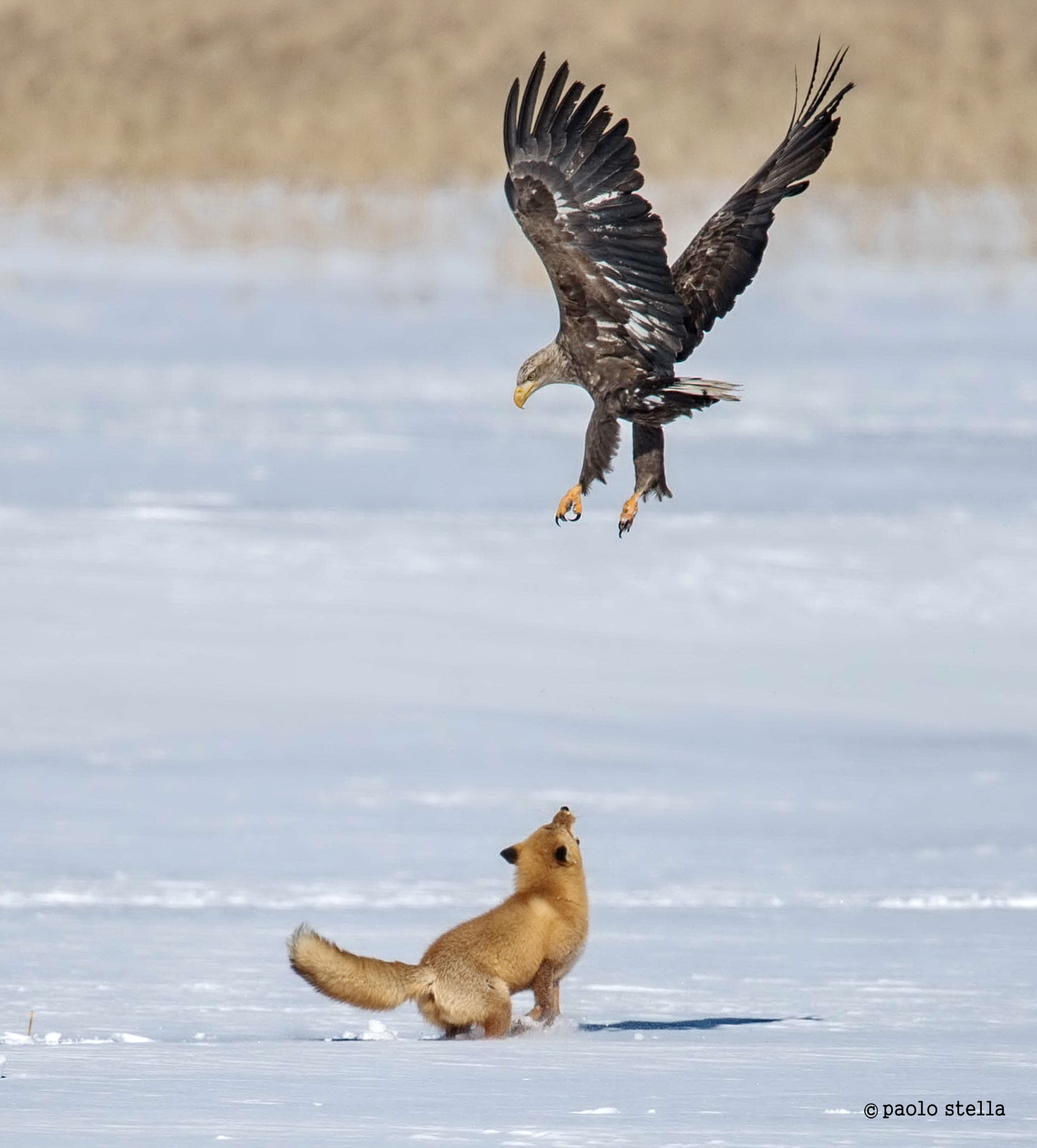 Where you go sparrow badly grown !!!