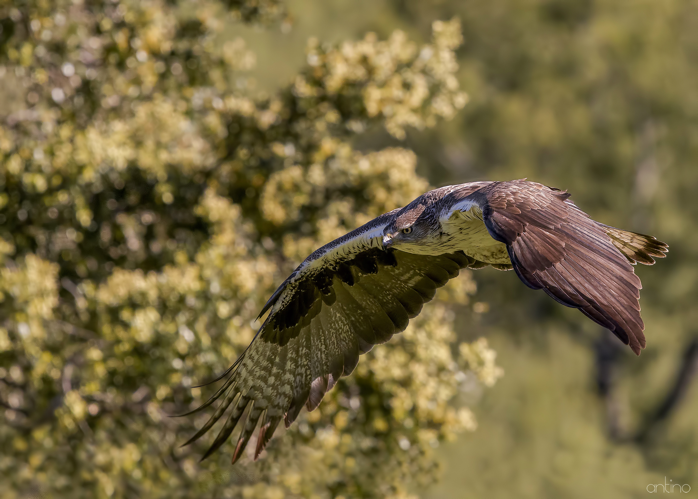 Aquila del Bonelli
