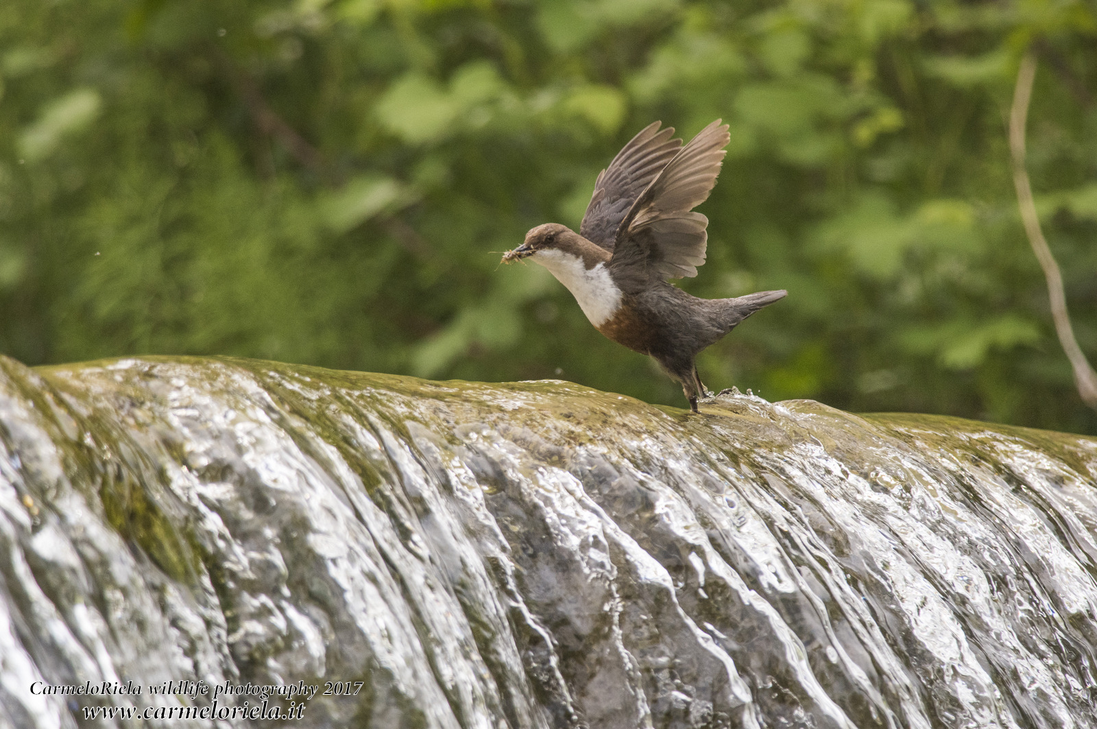 Merlo acquaiolo.Ali d'Angelo.