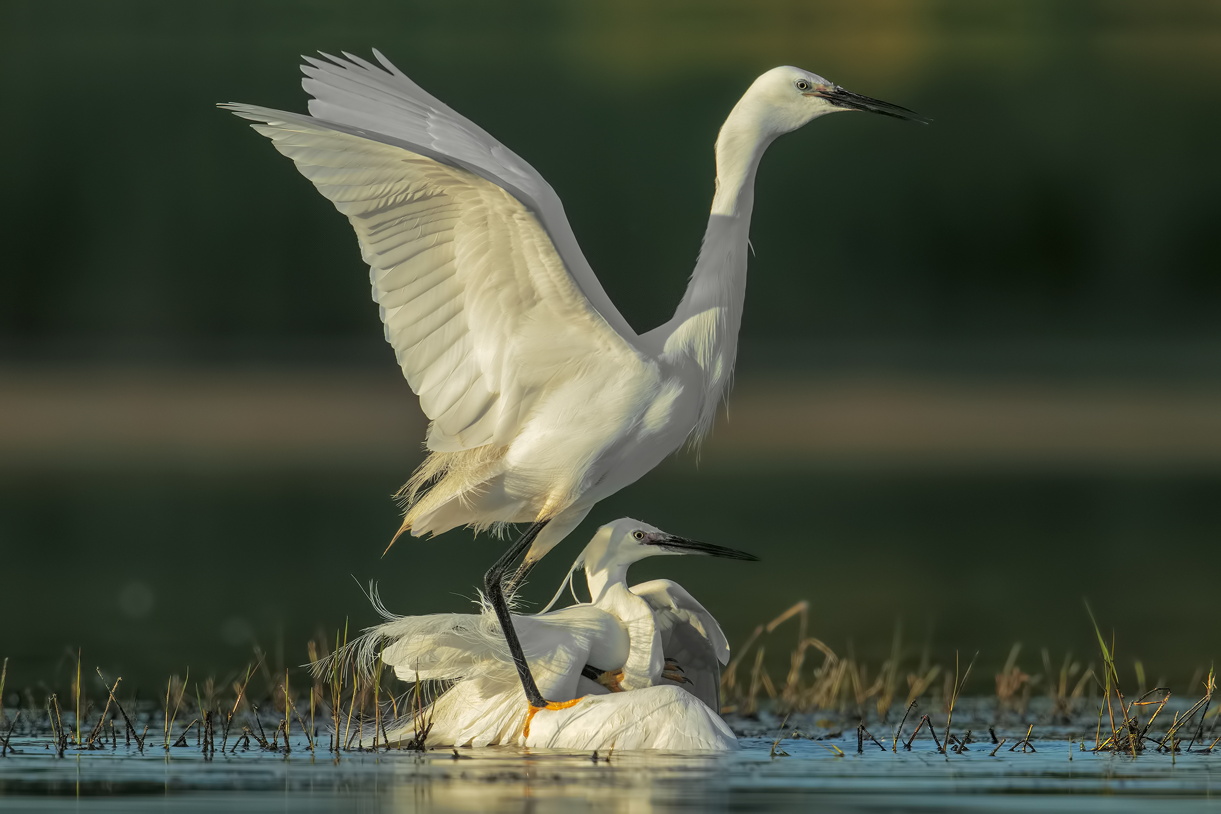 Egrets