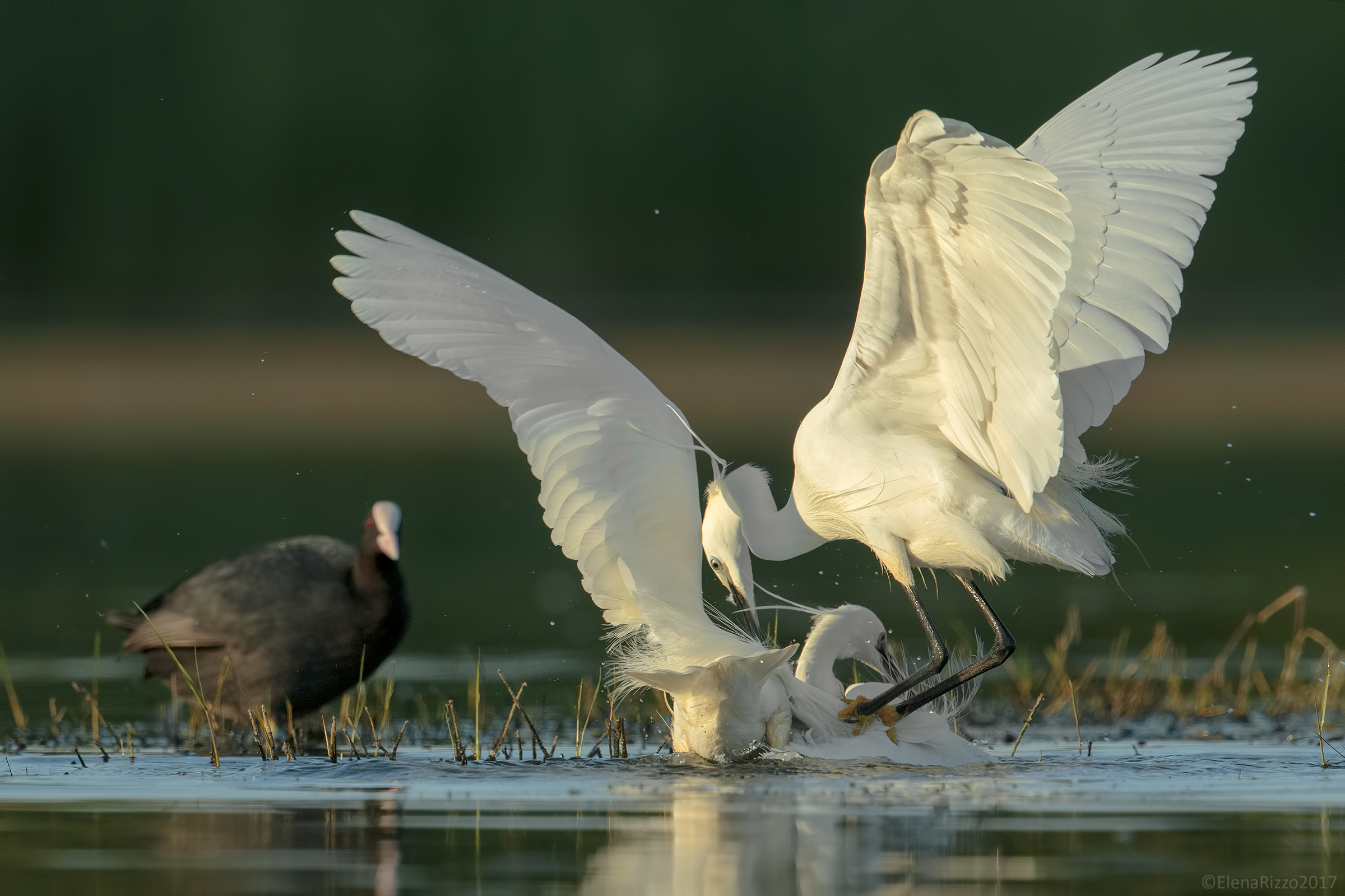 Egrets