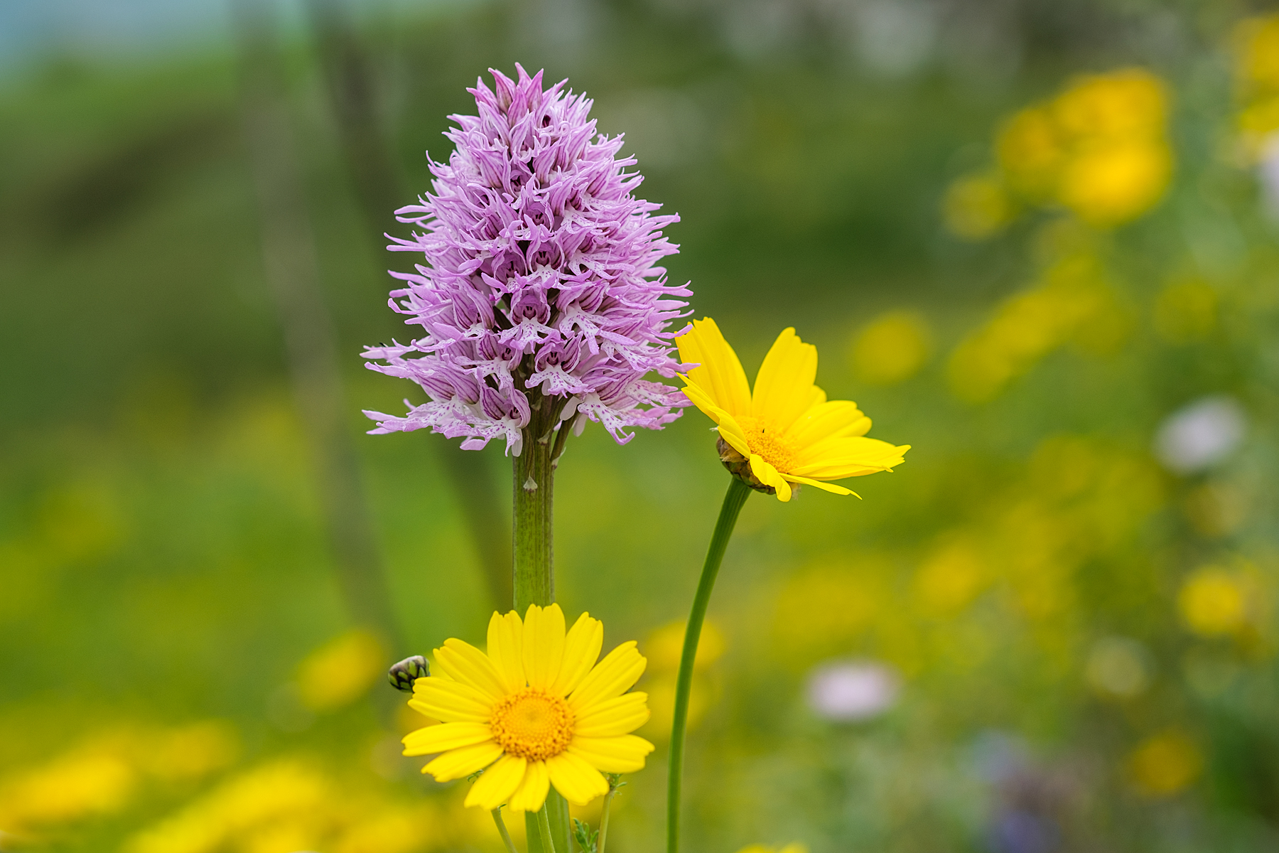 Italic Orchid (spontaneous)