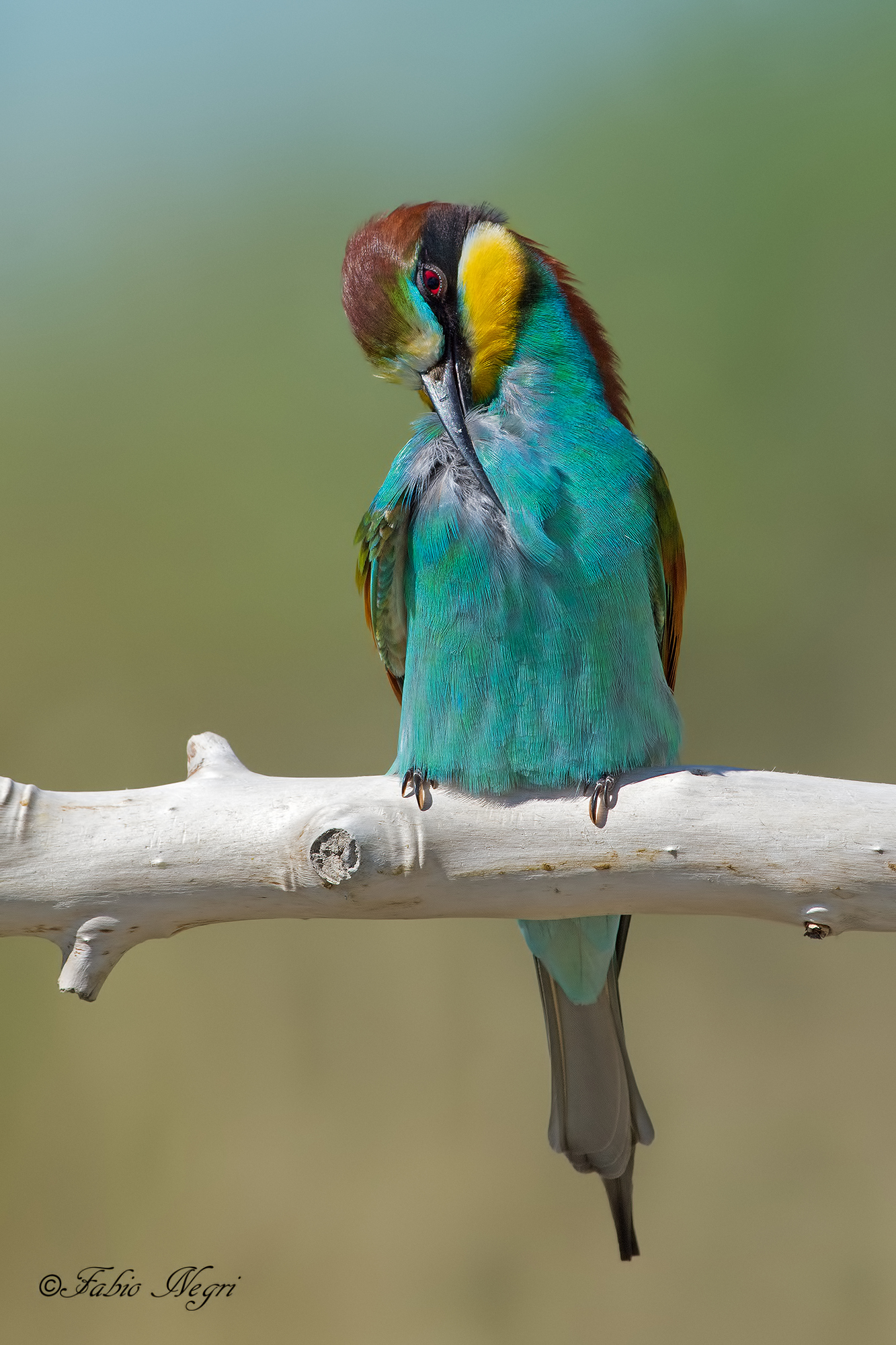 Bee eater