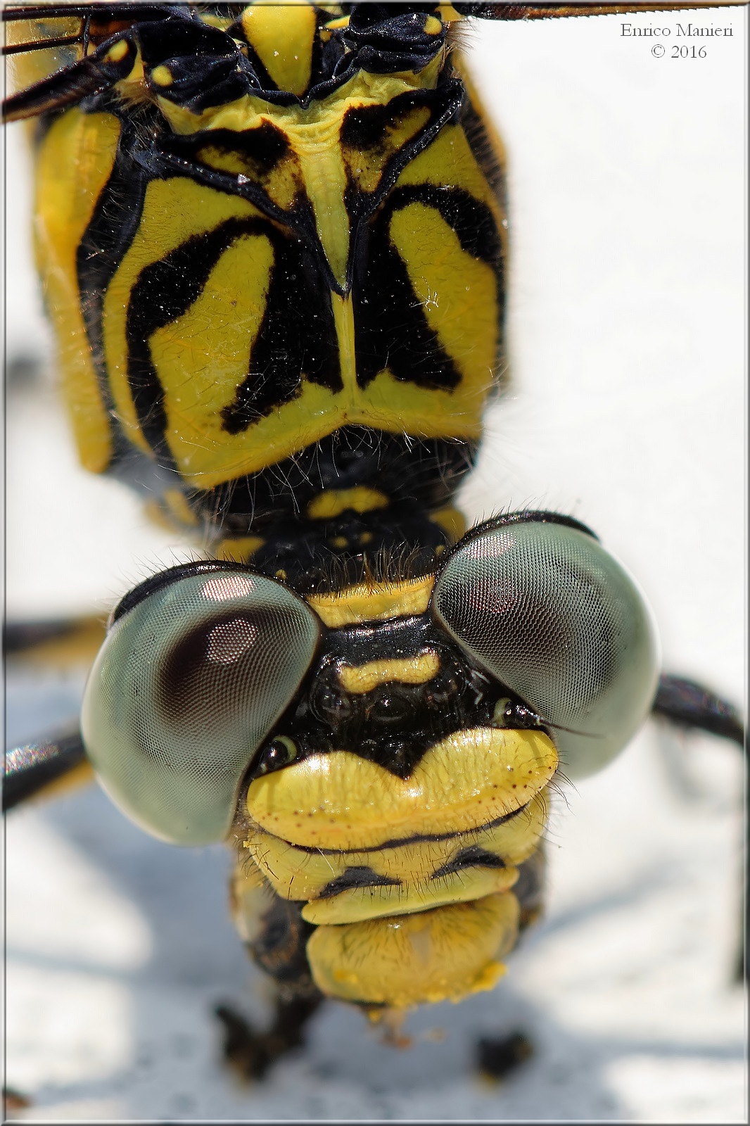 Onychogomphus Forcipatus