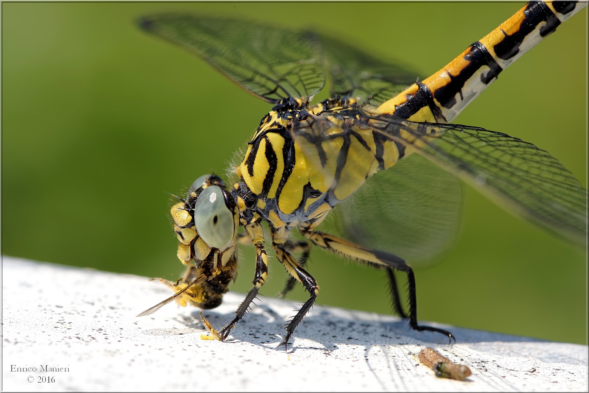 Onychogomphus Forcipatus