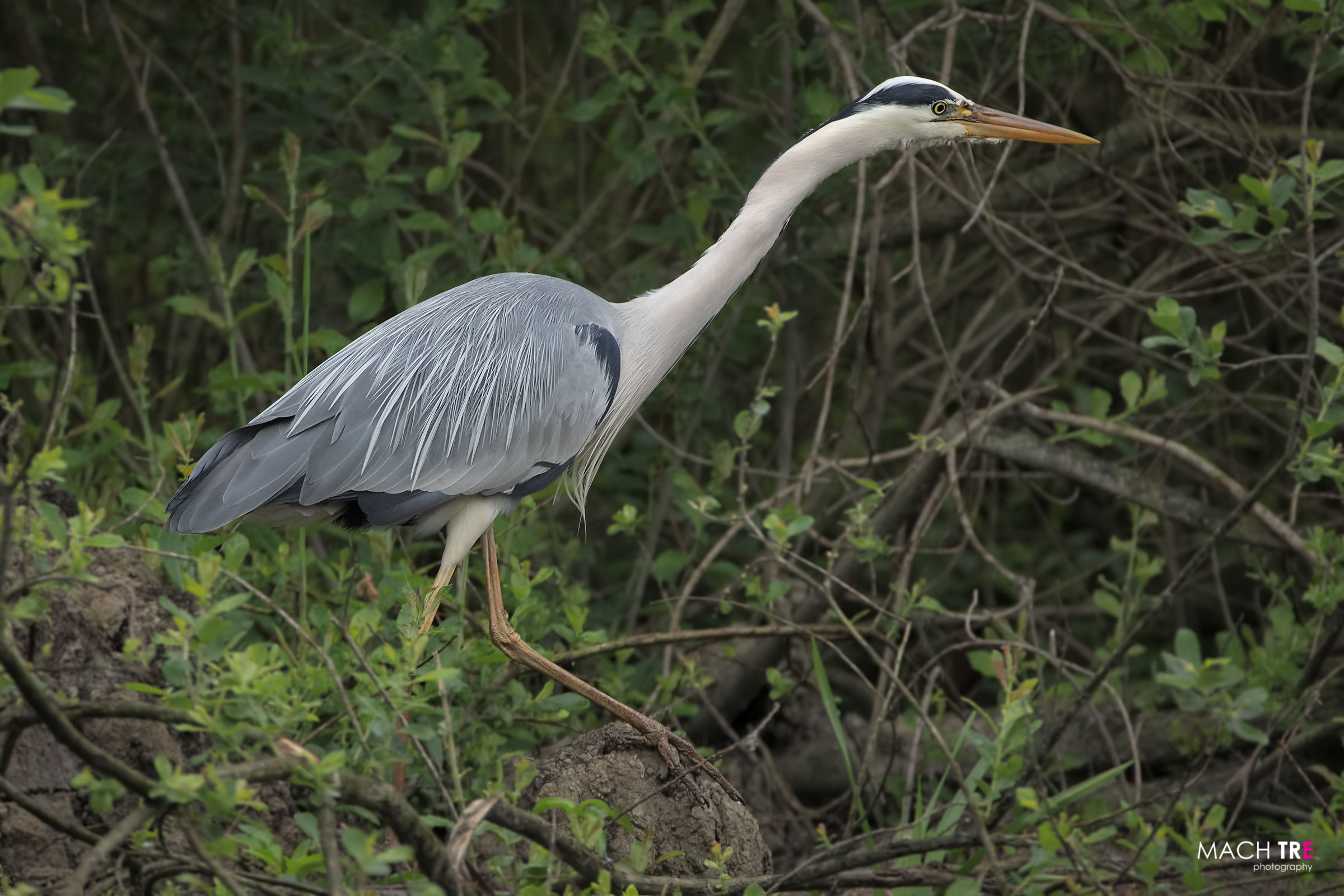 Airone cenerino (Ardea cinerea)