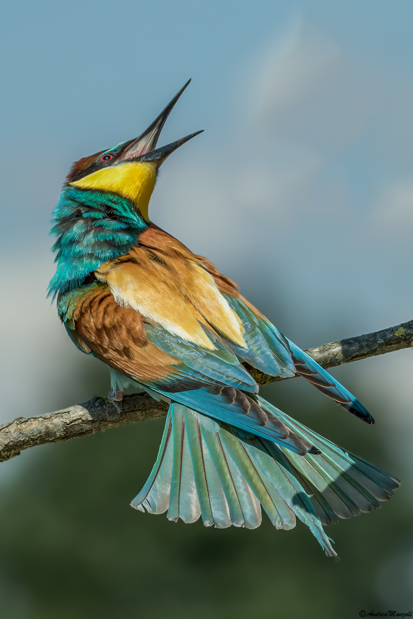 Bee eater