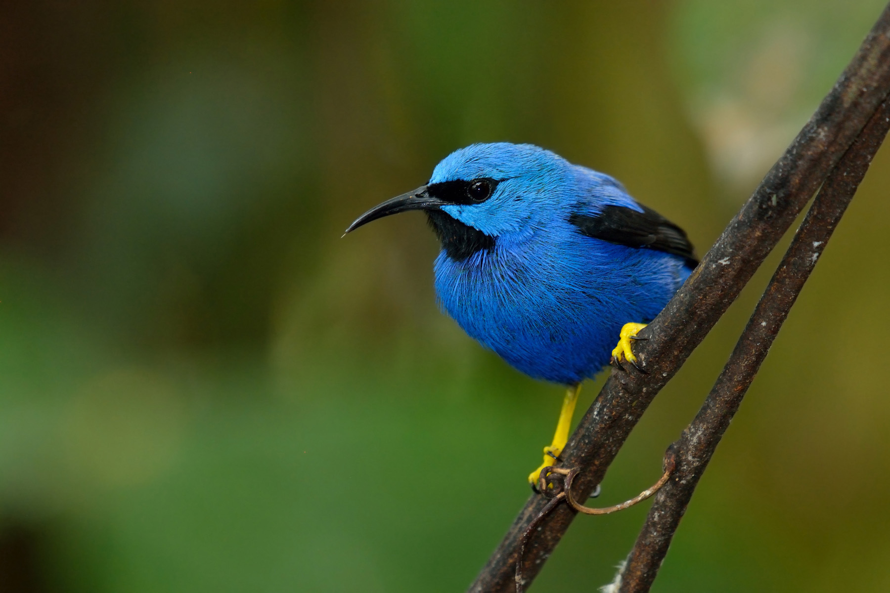 Light blue (Cyanerpes lucidus