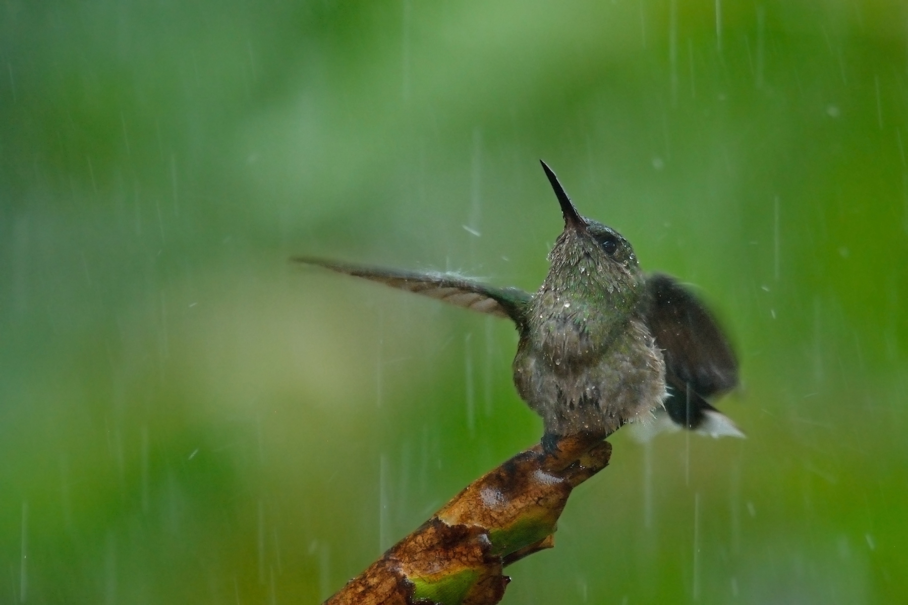 Hummingbird pettosquamato (Phaeochroa cuvierii)