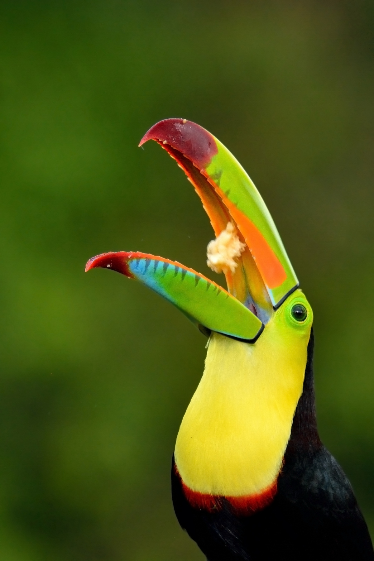 Sulphurous tungsten (Ramphastos sulfuratus)