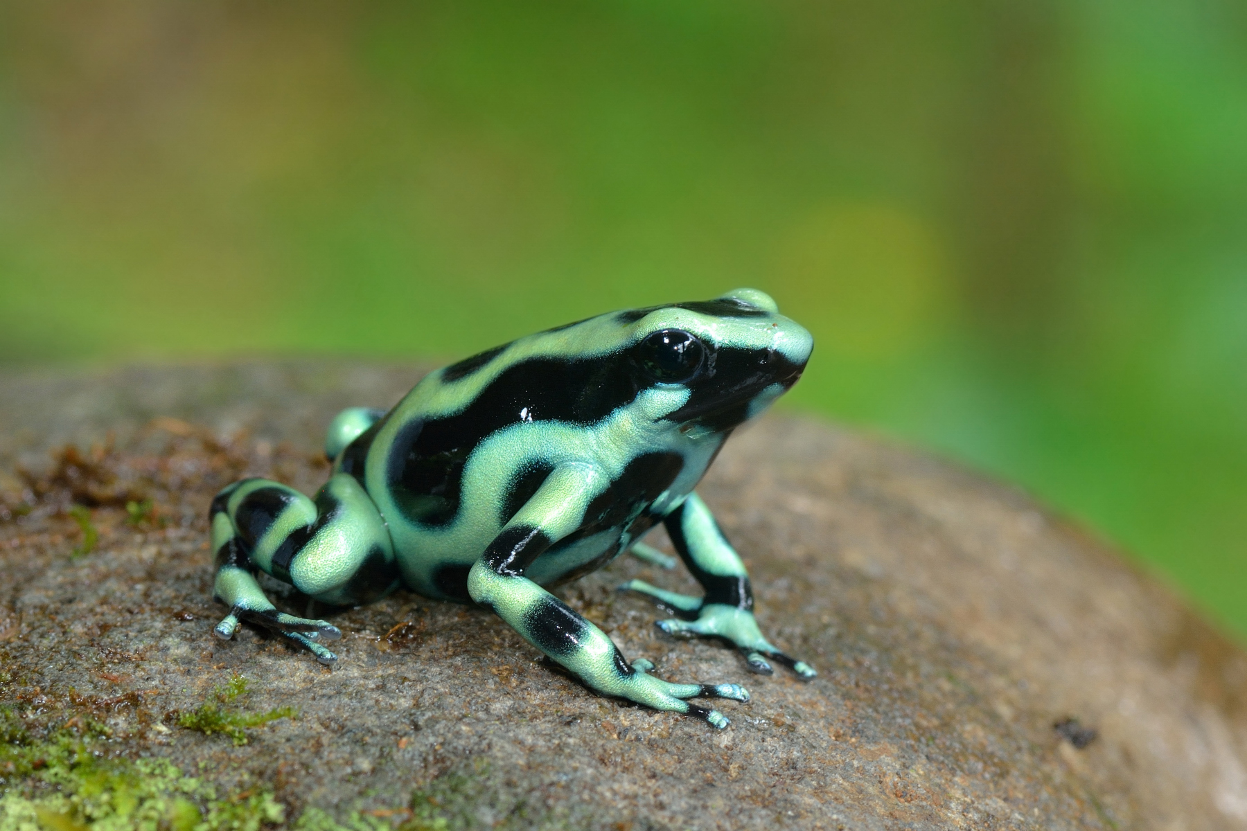 Black Dadobrates aaredus (Dendobrates auratus)