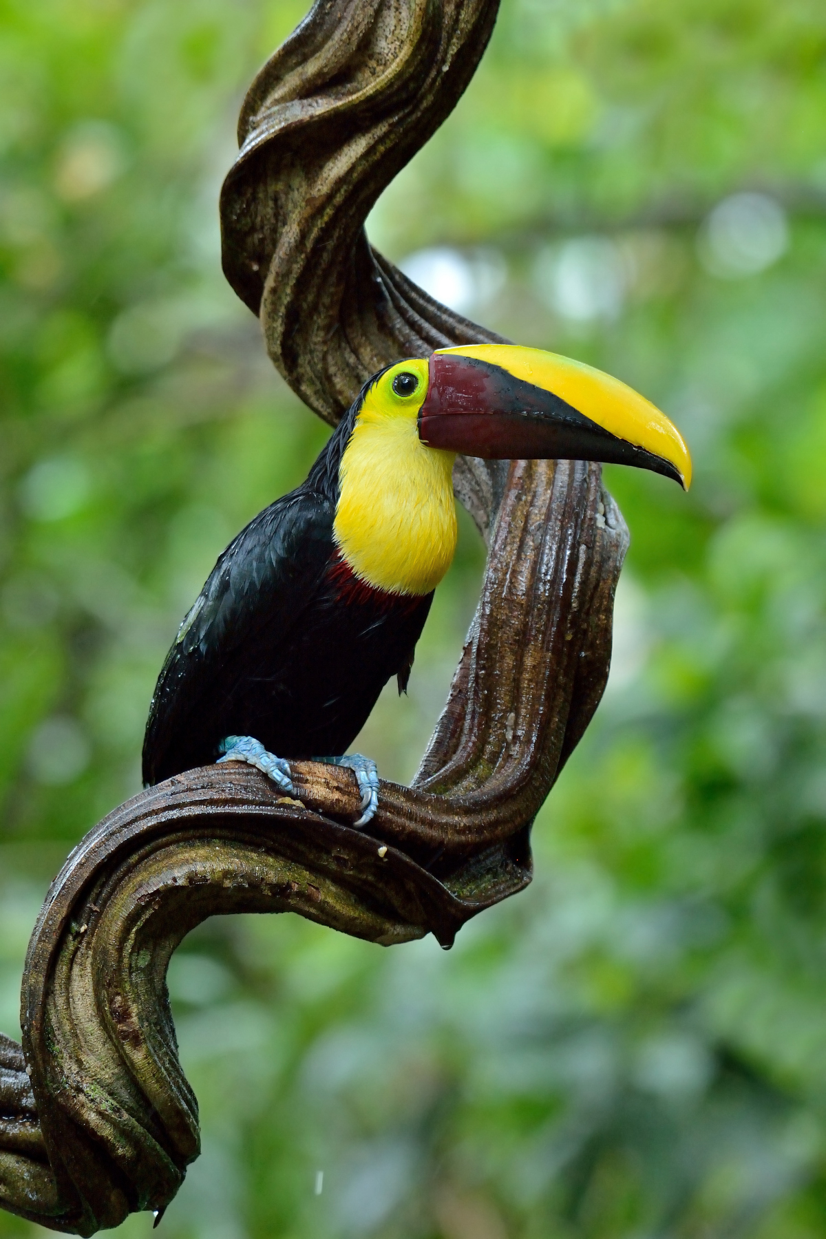 Tucano beccocastano (Ramphastos swainsonii)