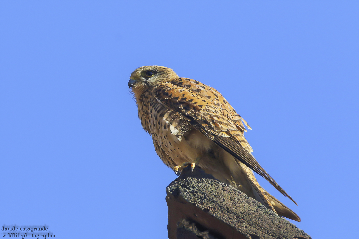 Female kestrel