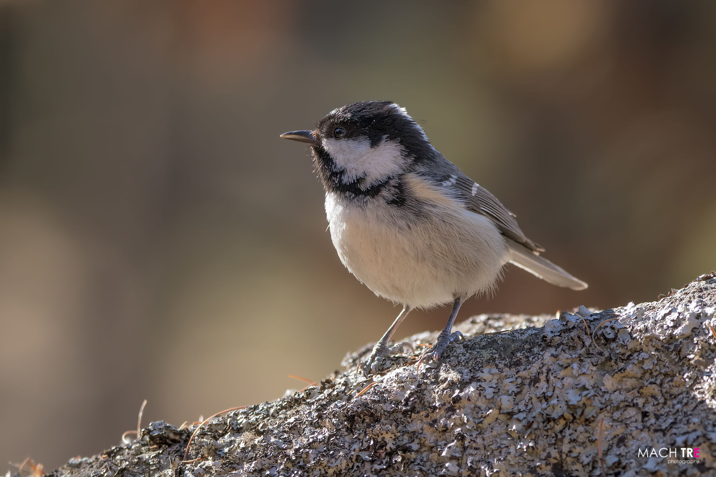 Cinnamon (Periparus ater)