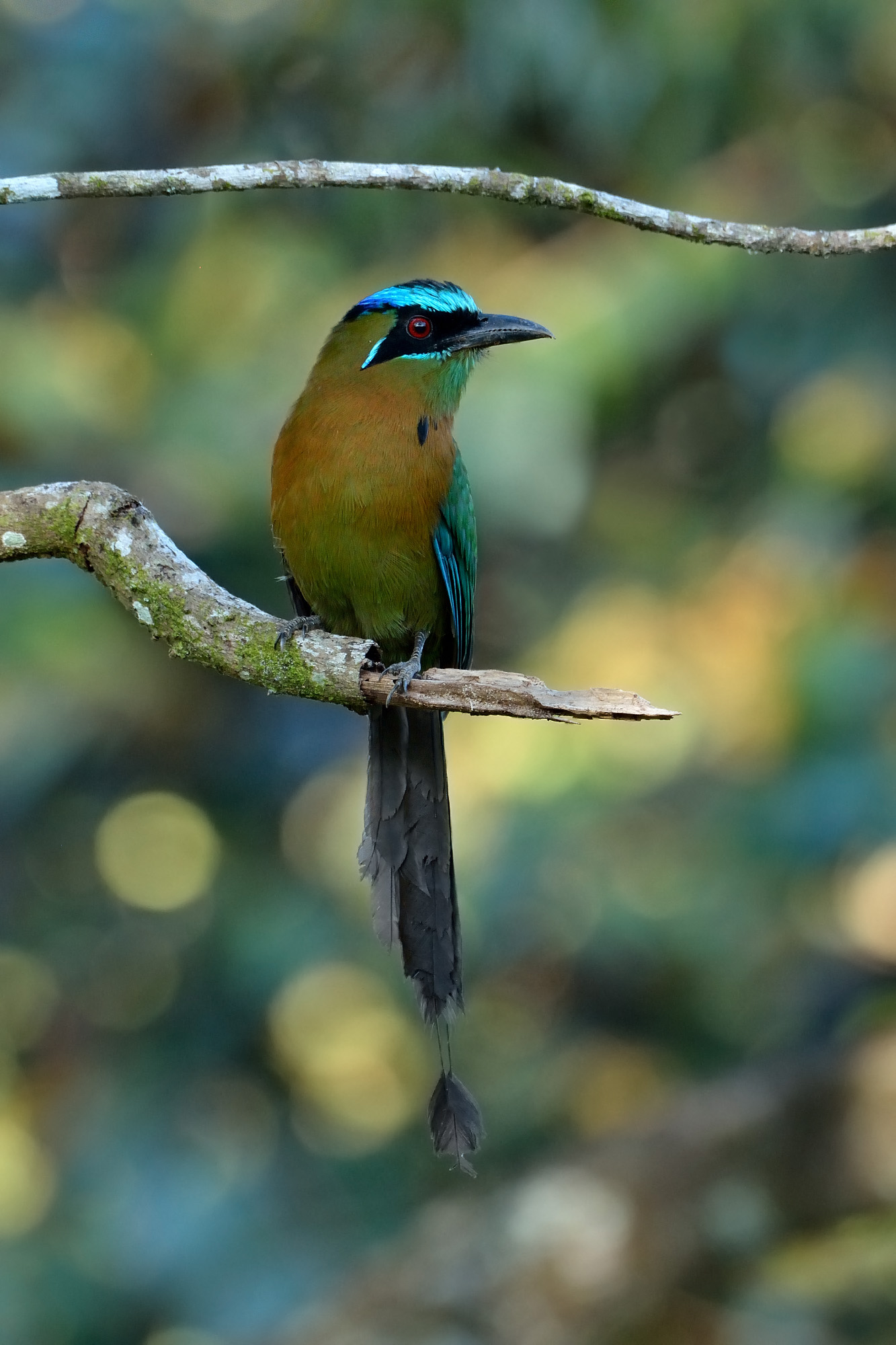 Motmot capoblu (Momotus momota) Blue-crowned Motmot