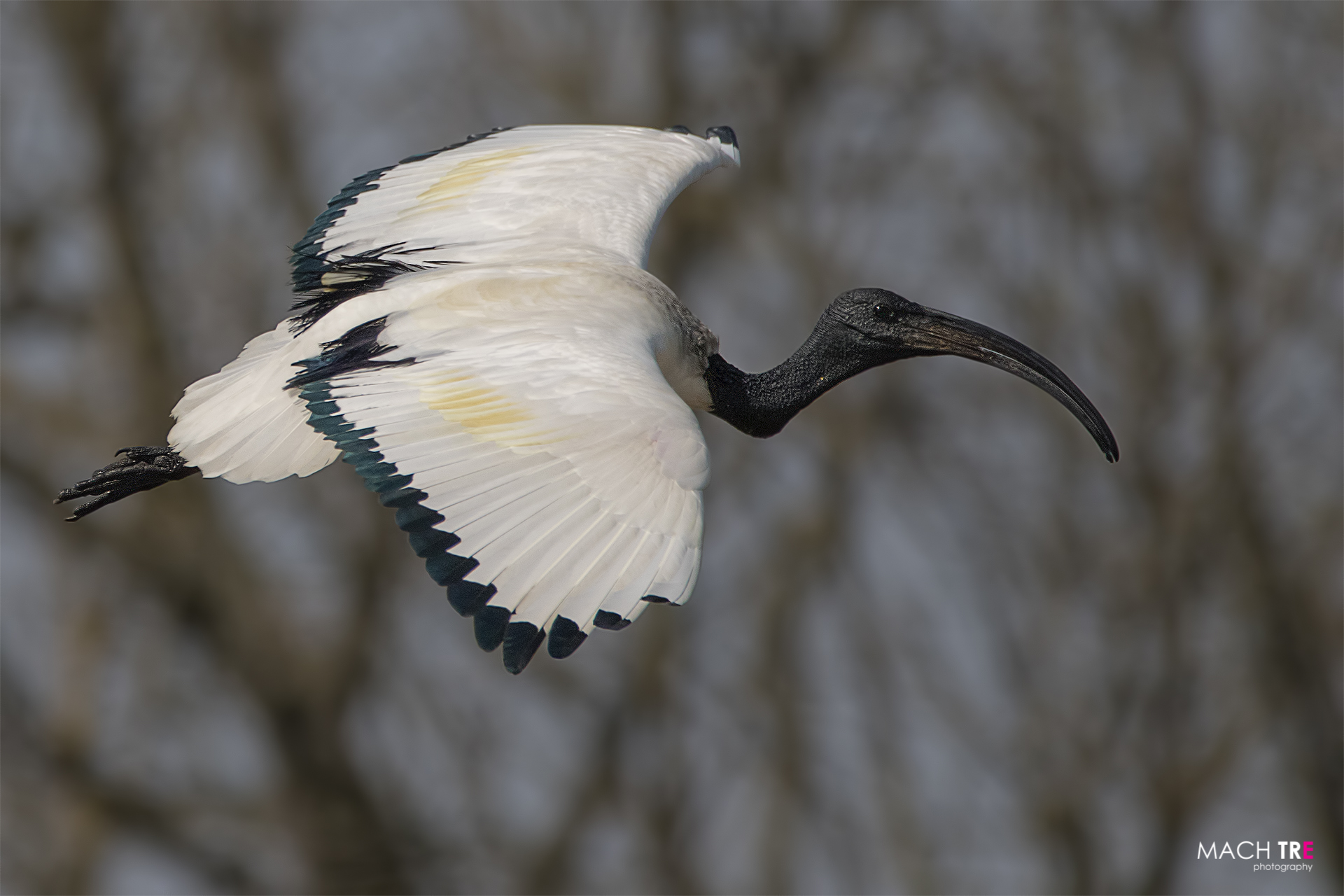 Ibis sacro (Threskiornis aethiopicus)