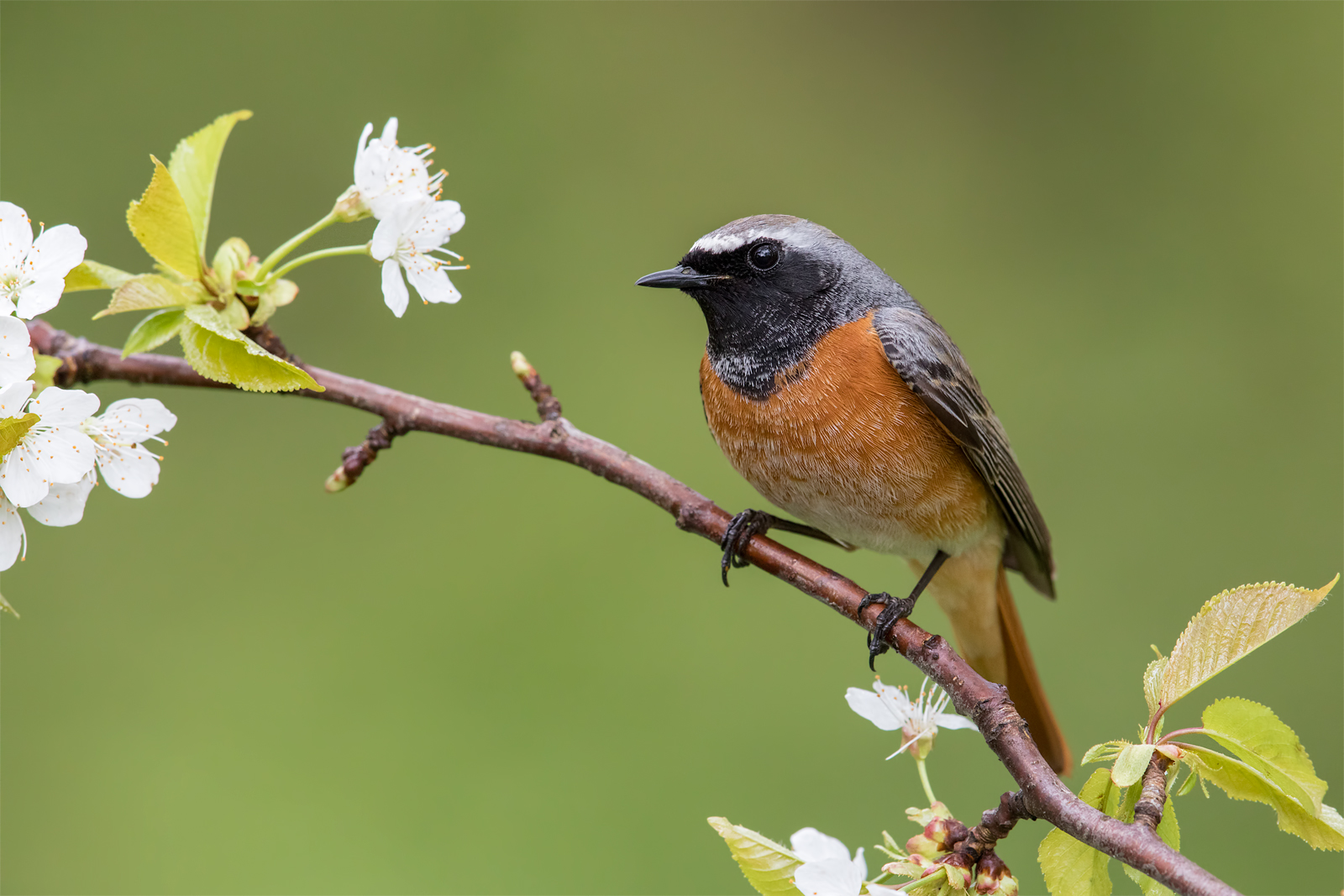 Redstart comune