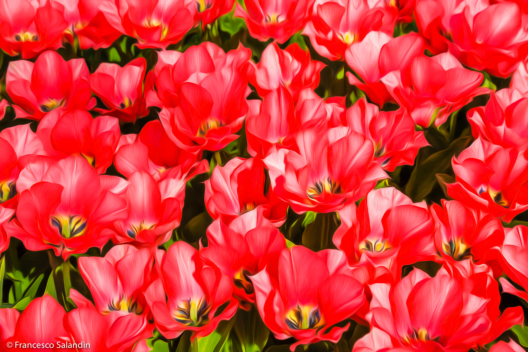 Tulips