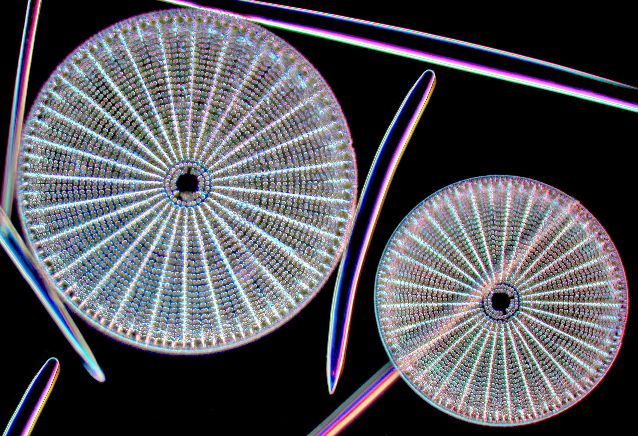 Diatomee - alghe silicee - al microscopio