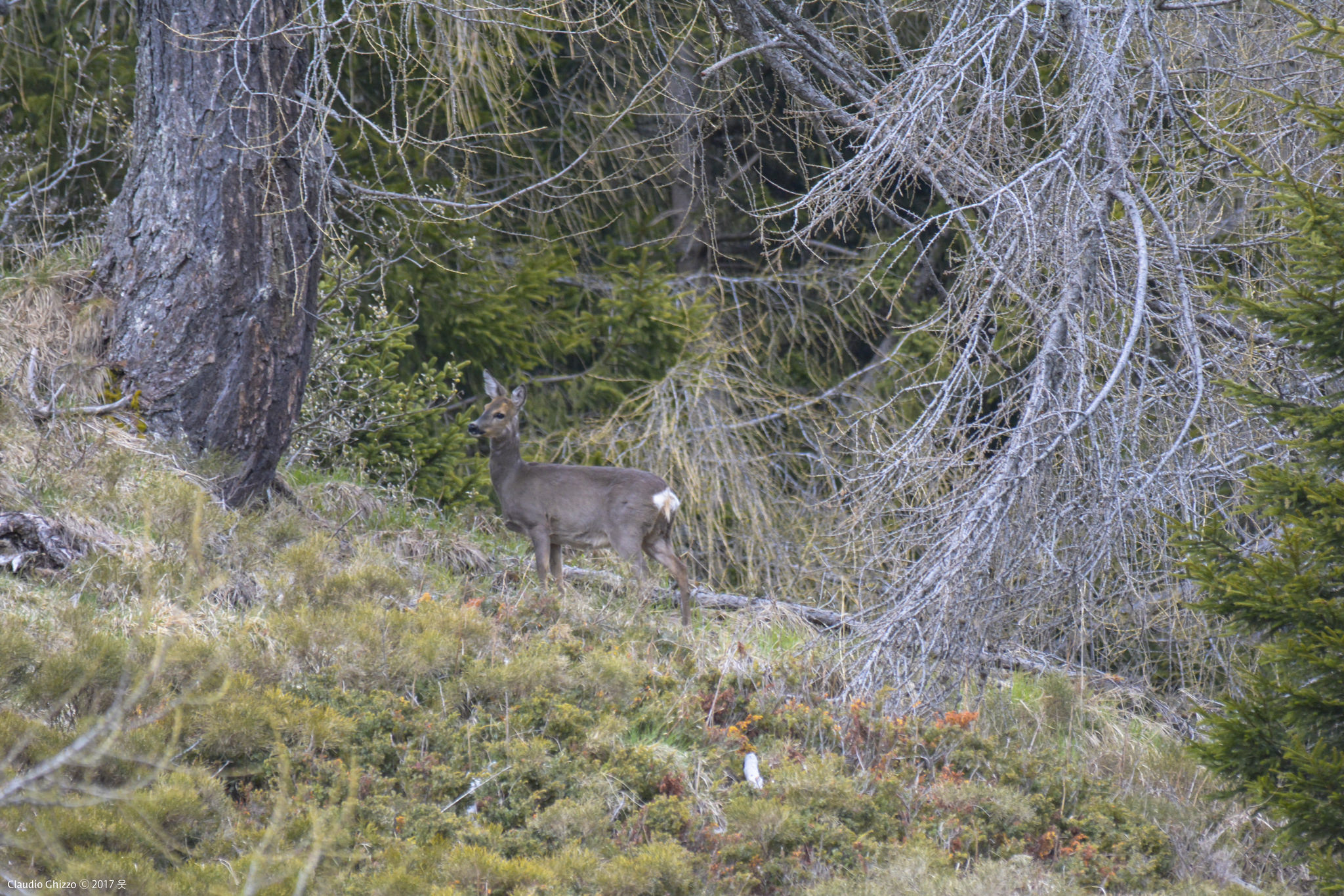 Capricorn on the edge of the high altitude forest