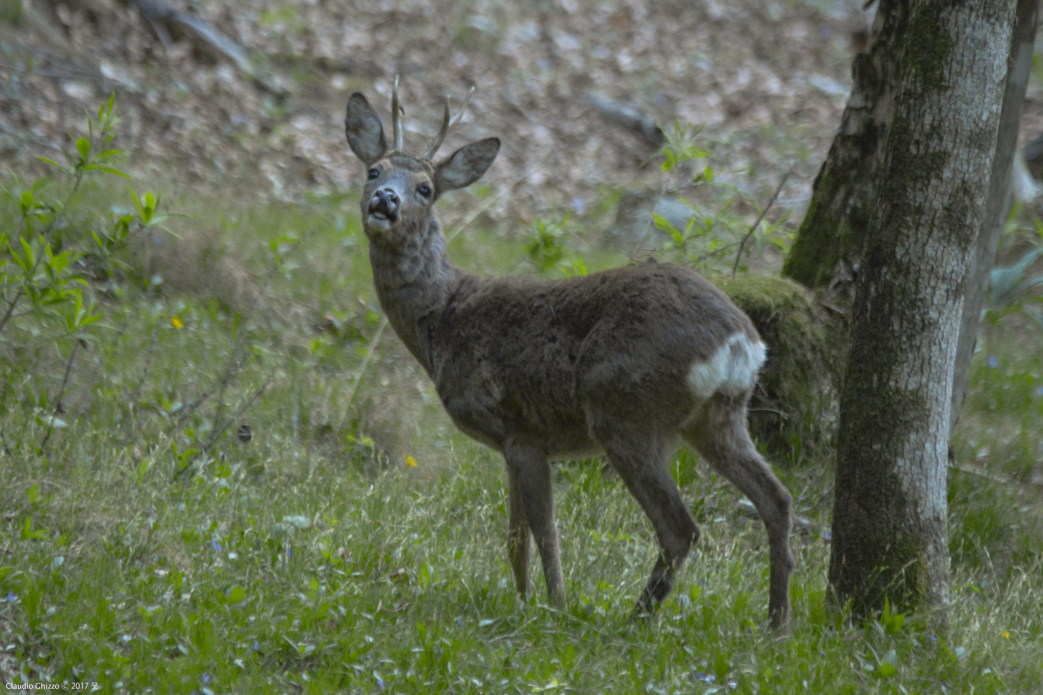 Disappearing at dawn