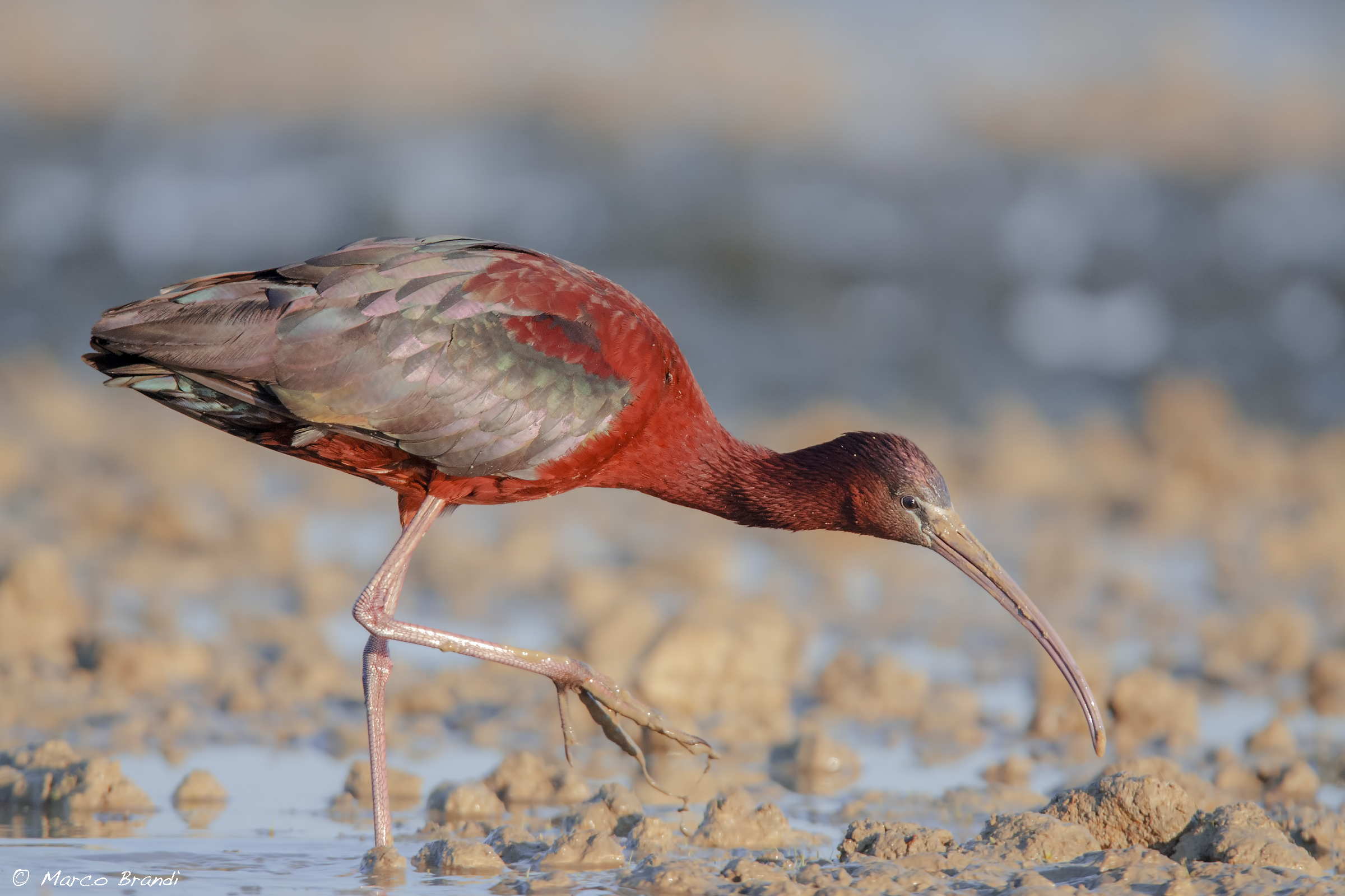 Glossy Ibis