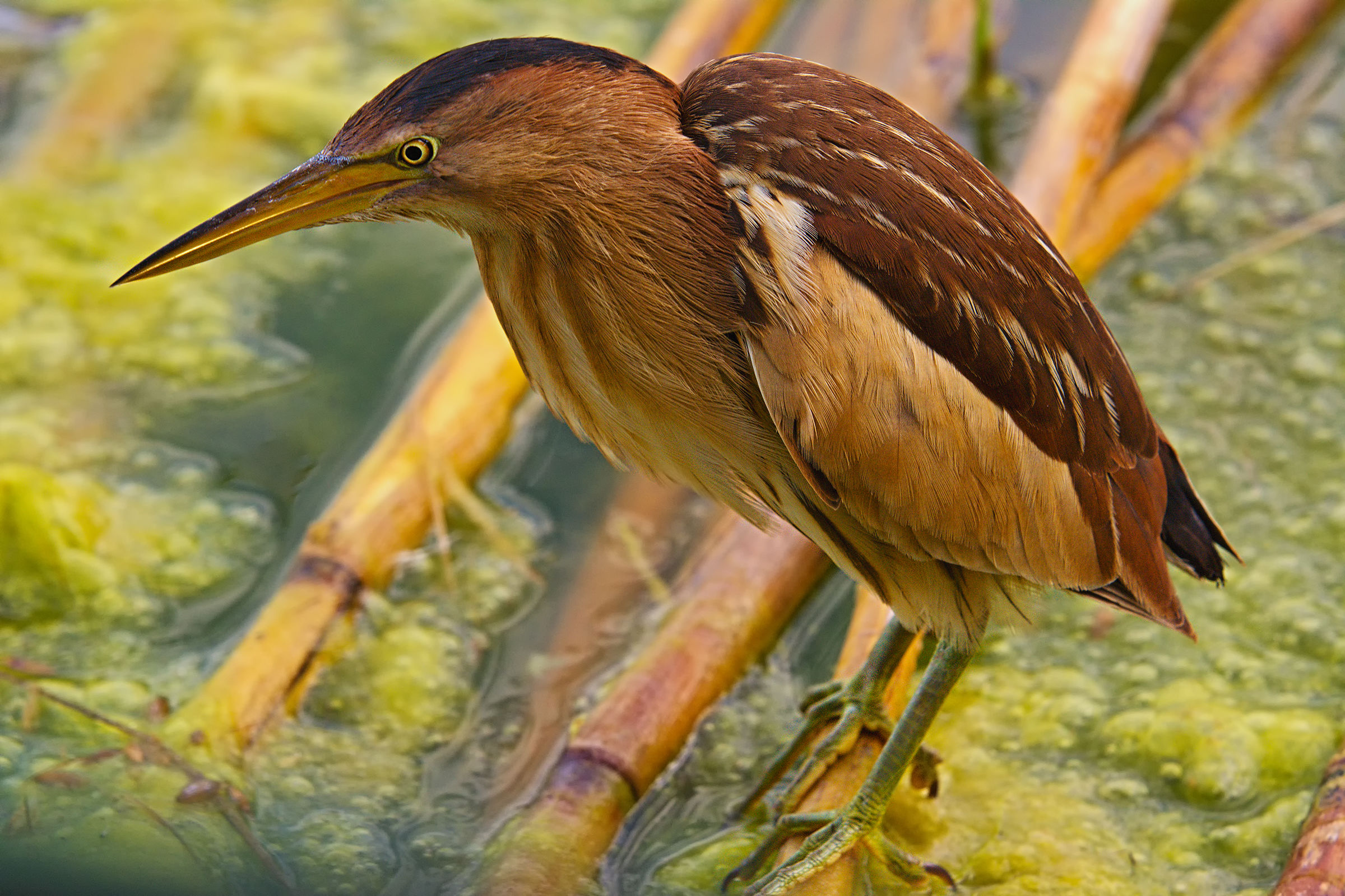 Bittern