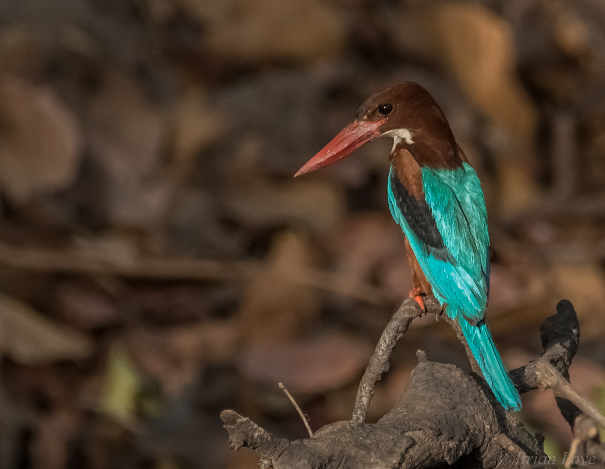 Kingfisher a cavallo bianco (Halcyon smyrnensis)