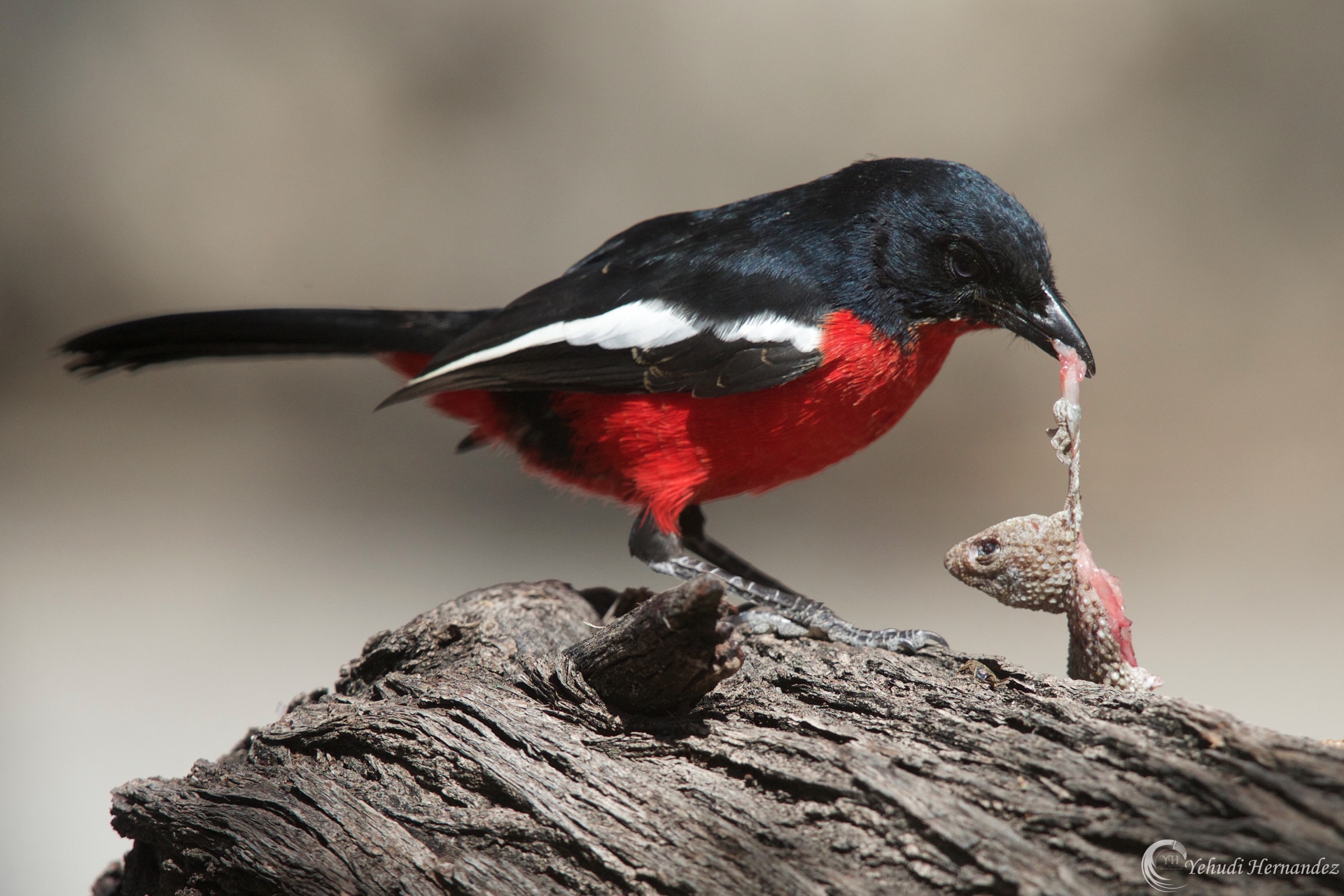 Red breasted shrike