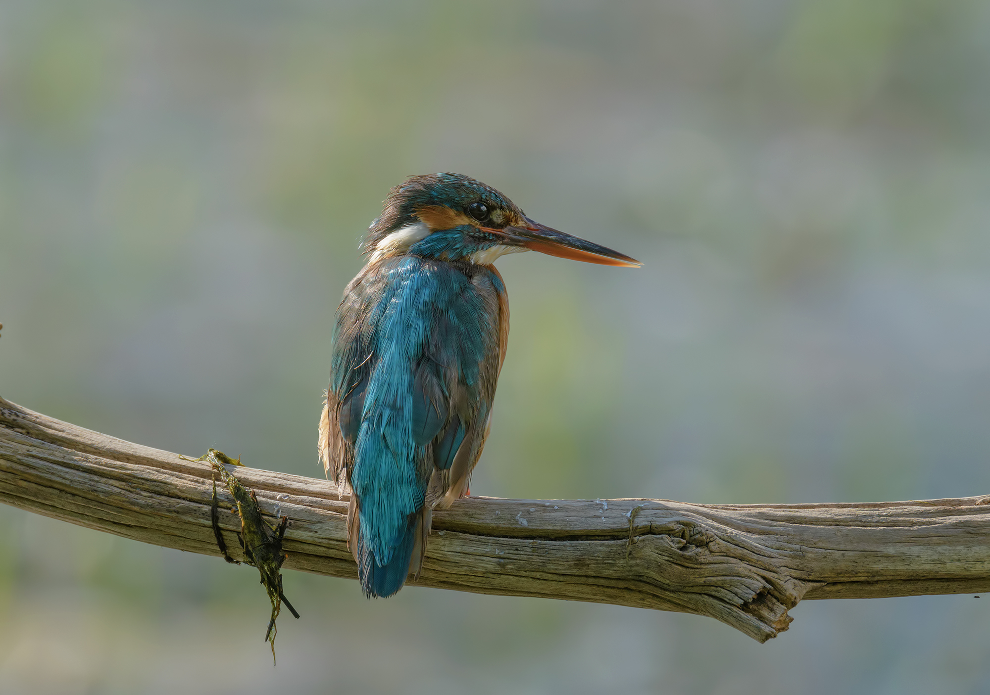Martin Female fisherman.