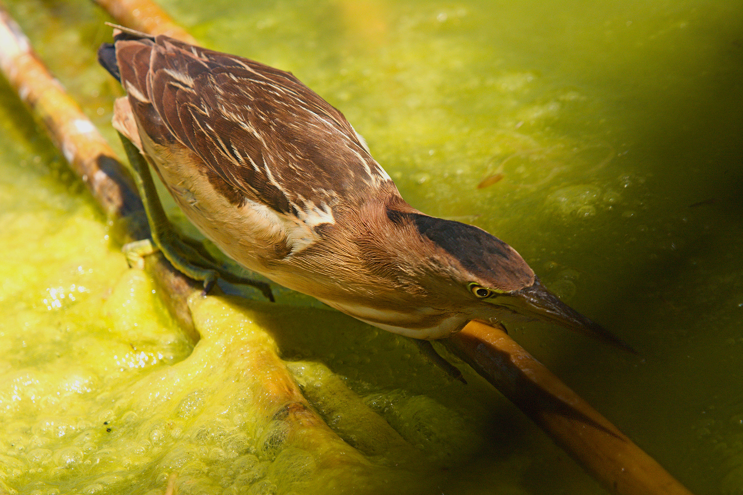 Tarabusino in hunting