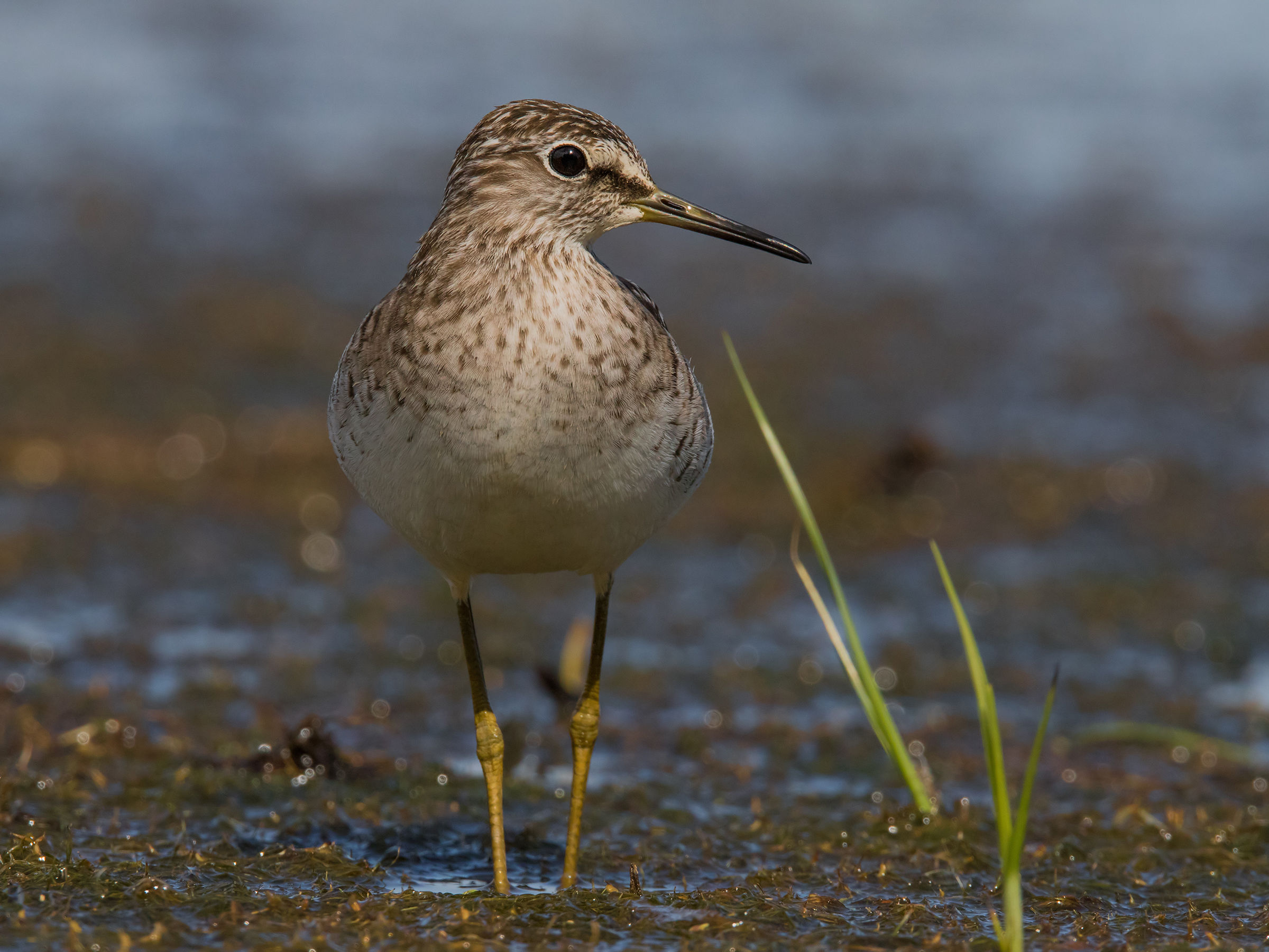 Piro piro Boschereccio