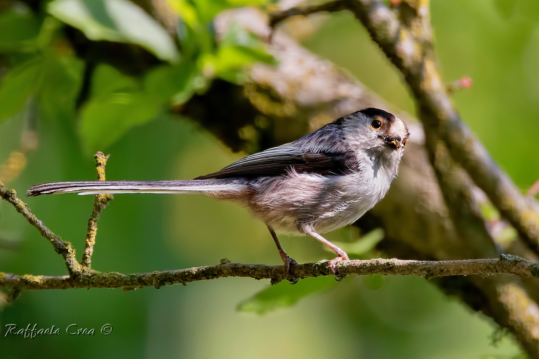 Long-tailed Tit