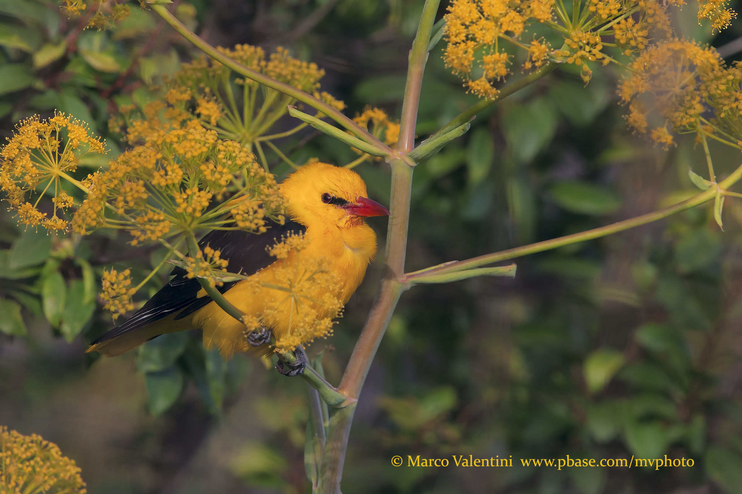 To celebrate the day of migratory birds