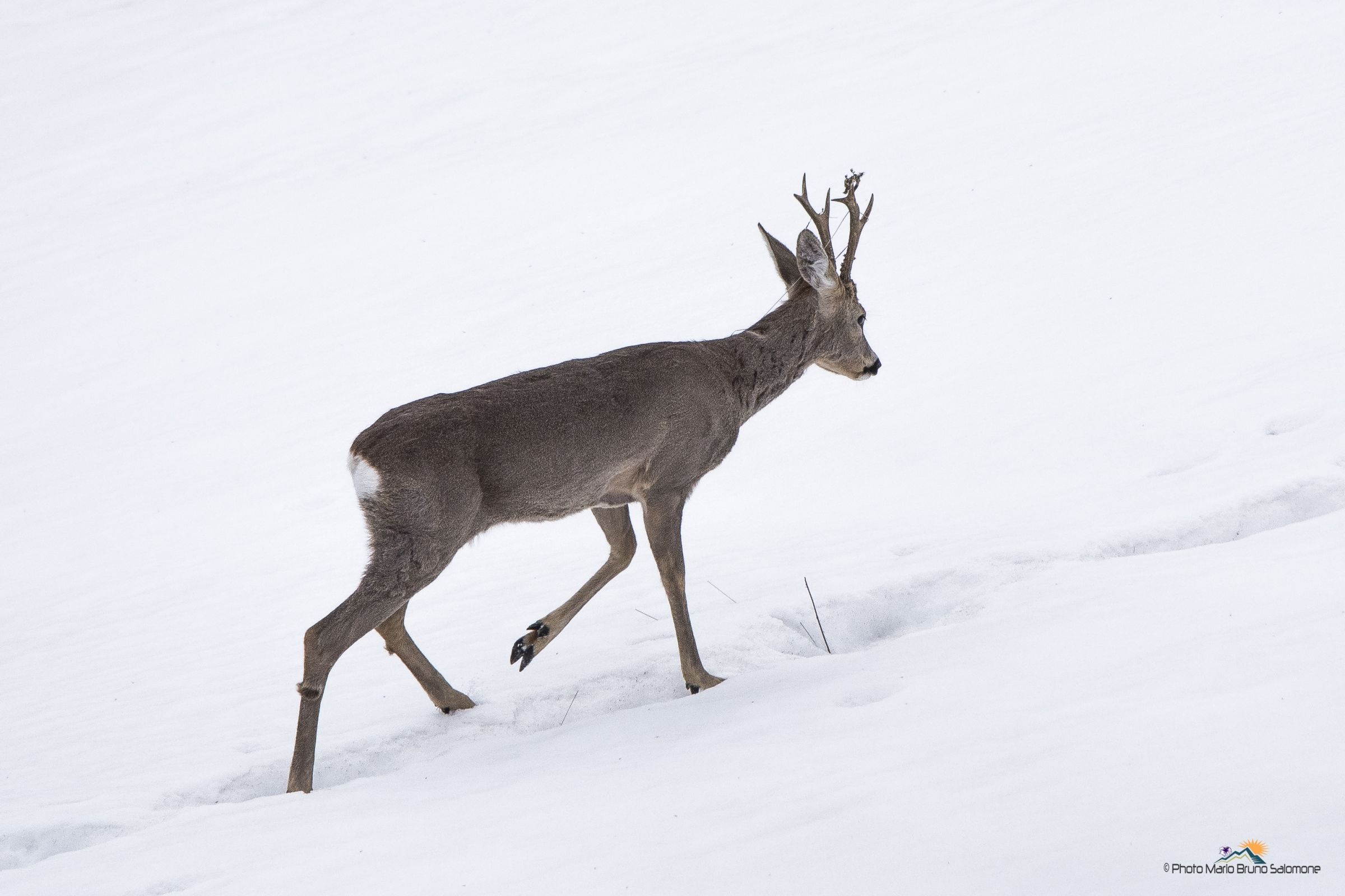 Waving in the white desert.