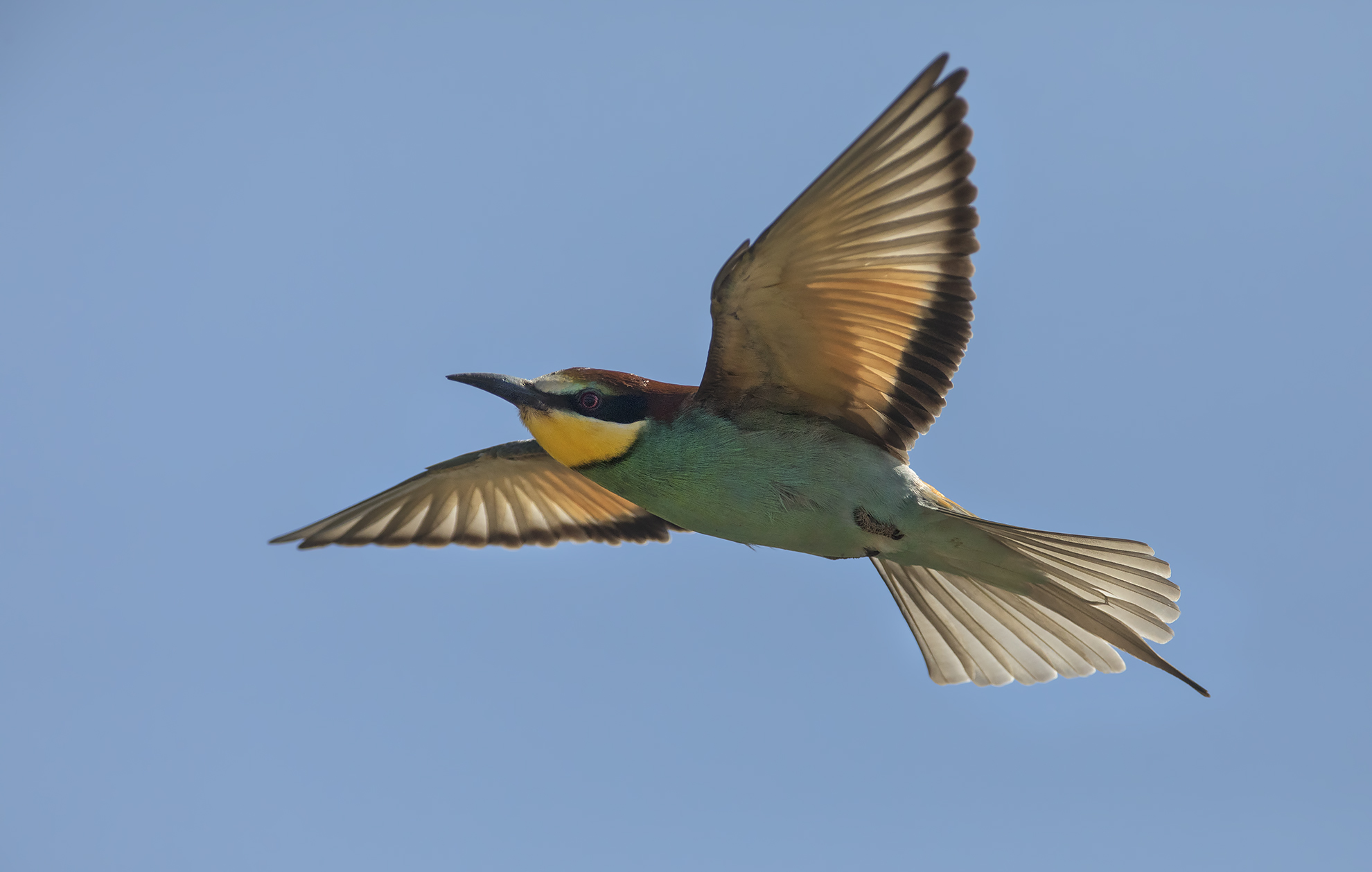 gruccione al volo....controluce...mano libera....