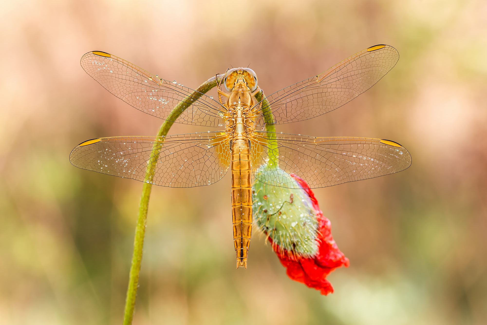Crocothemis erythraea