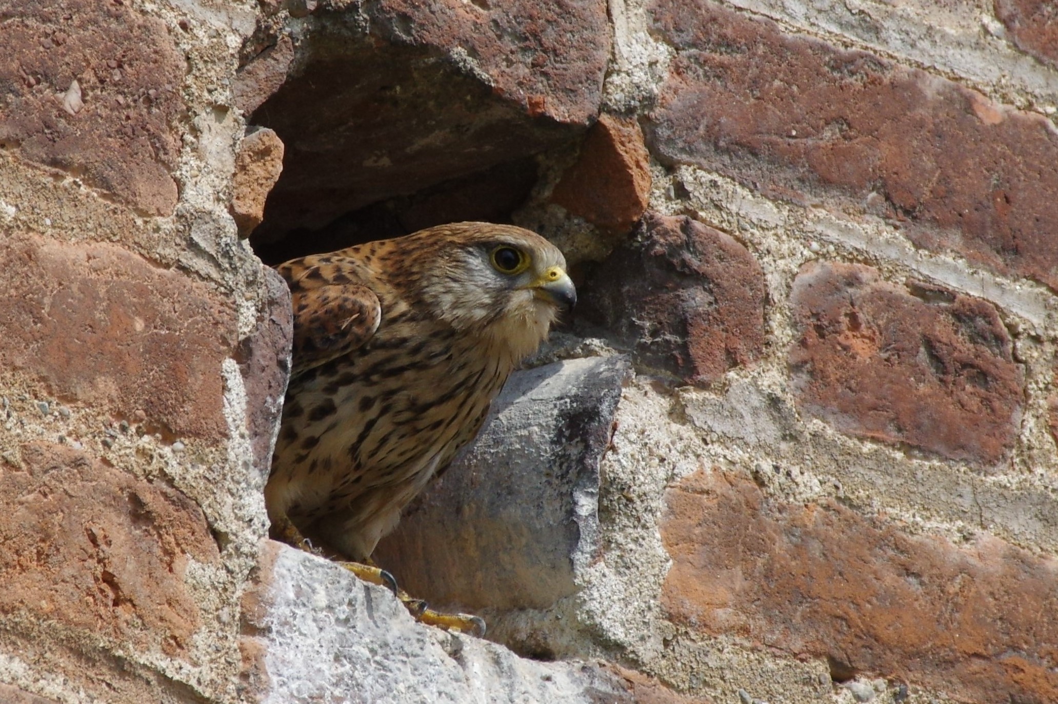 Gheppio & female; (Falco tinnuculus)