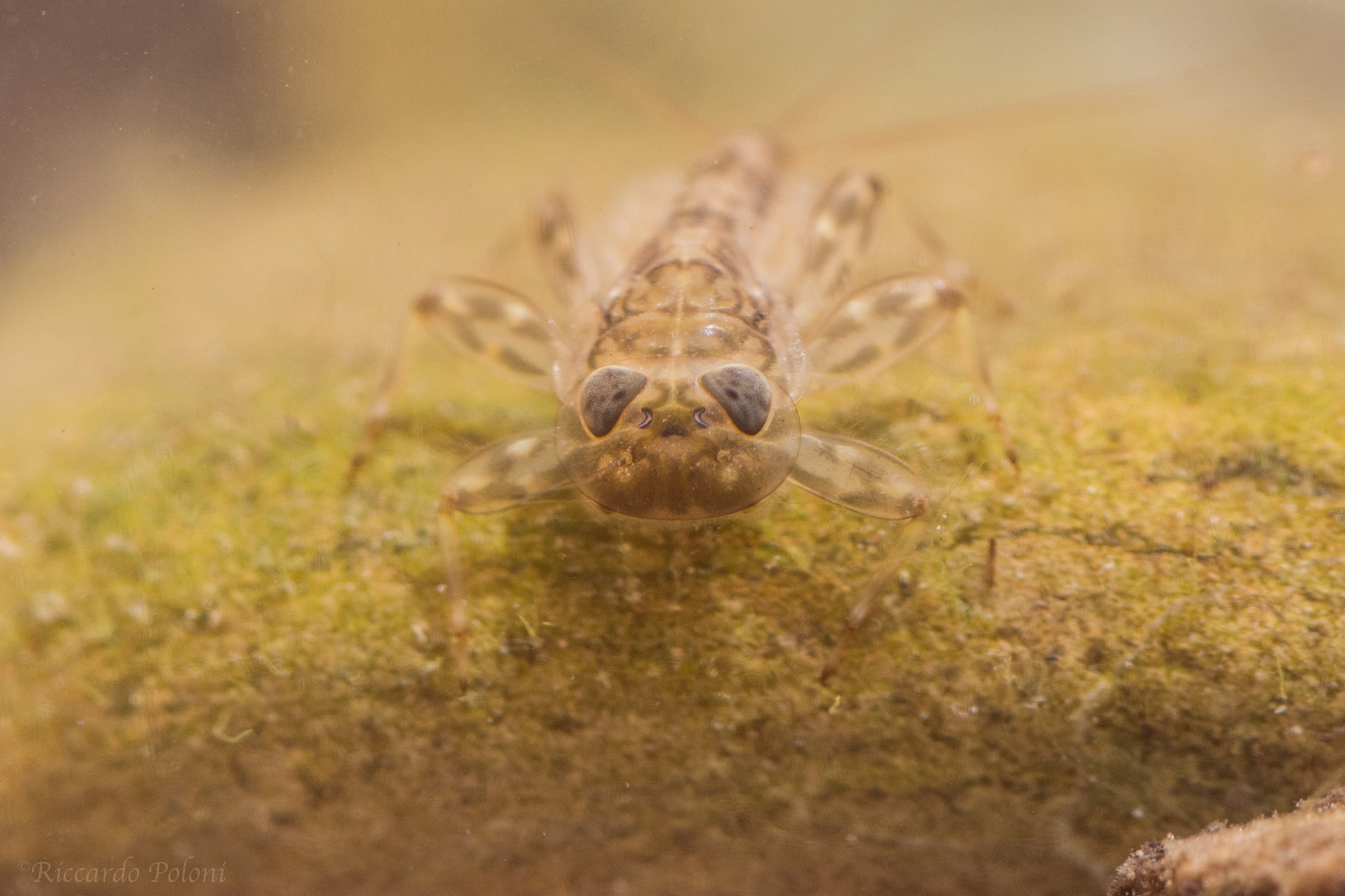 The look of the effigy