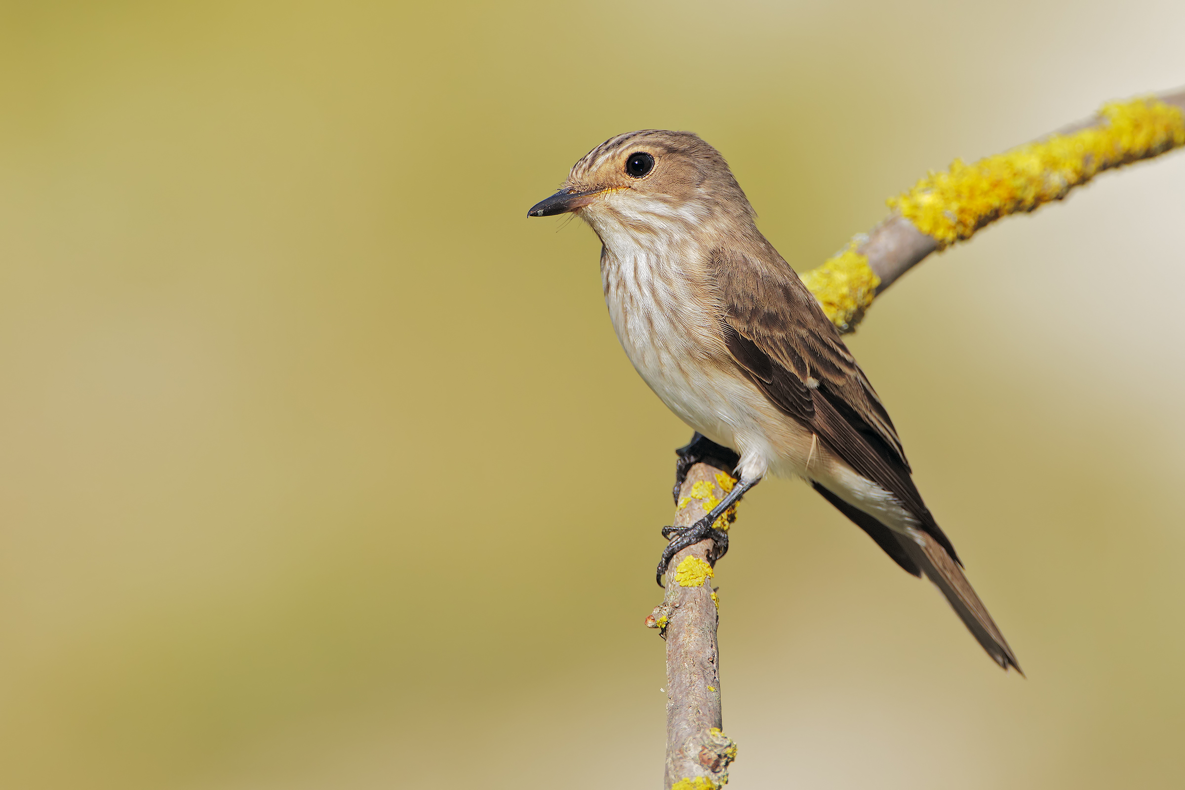 Flycatcher