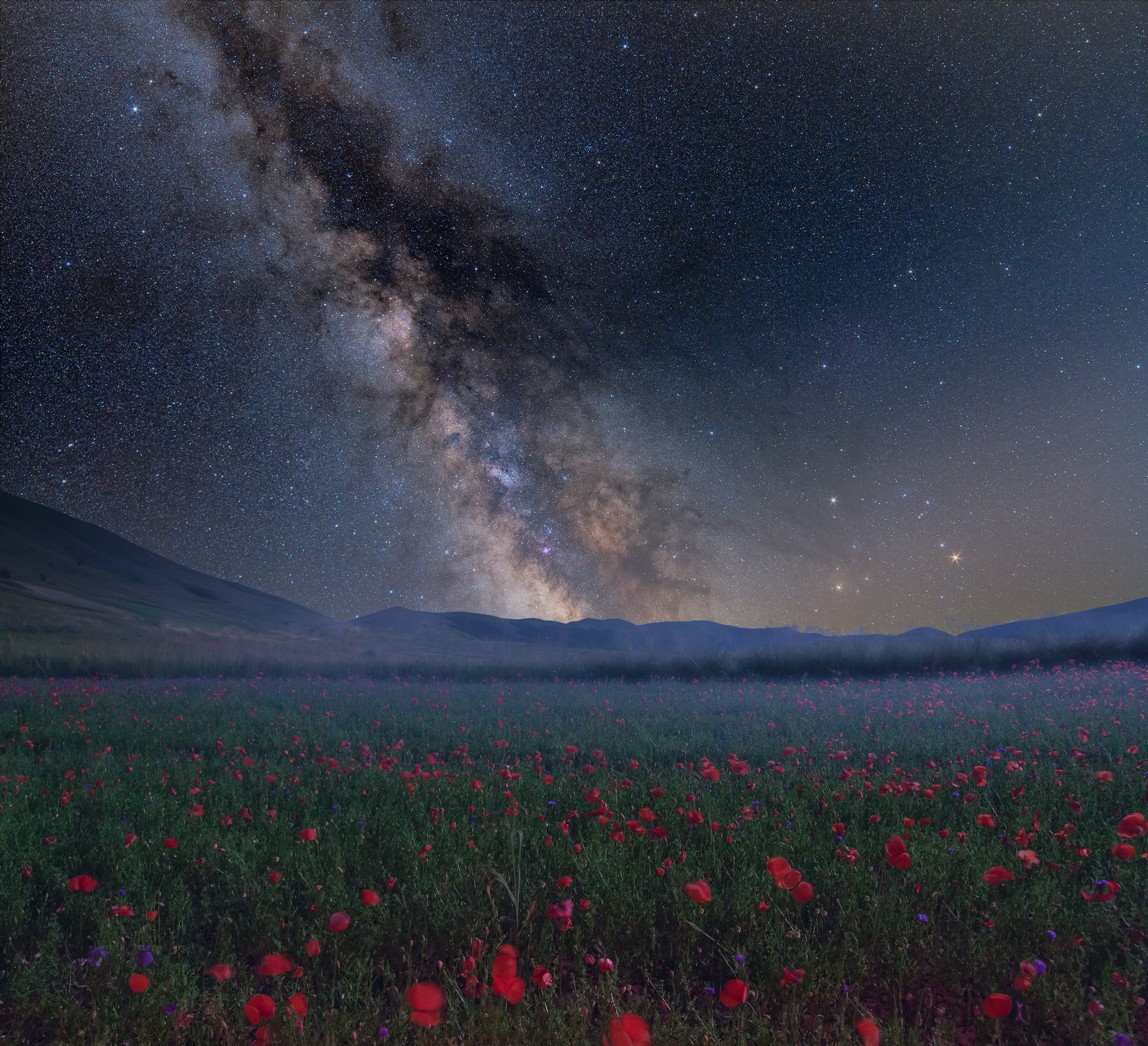 Milky way on the flowering of castelluccio of Norcia
