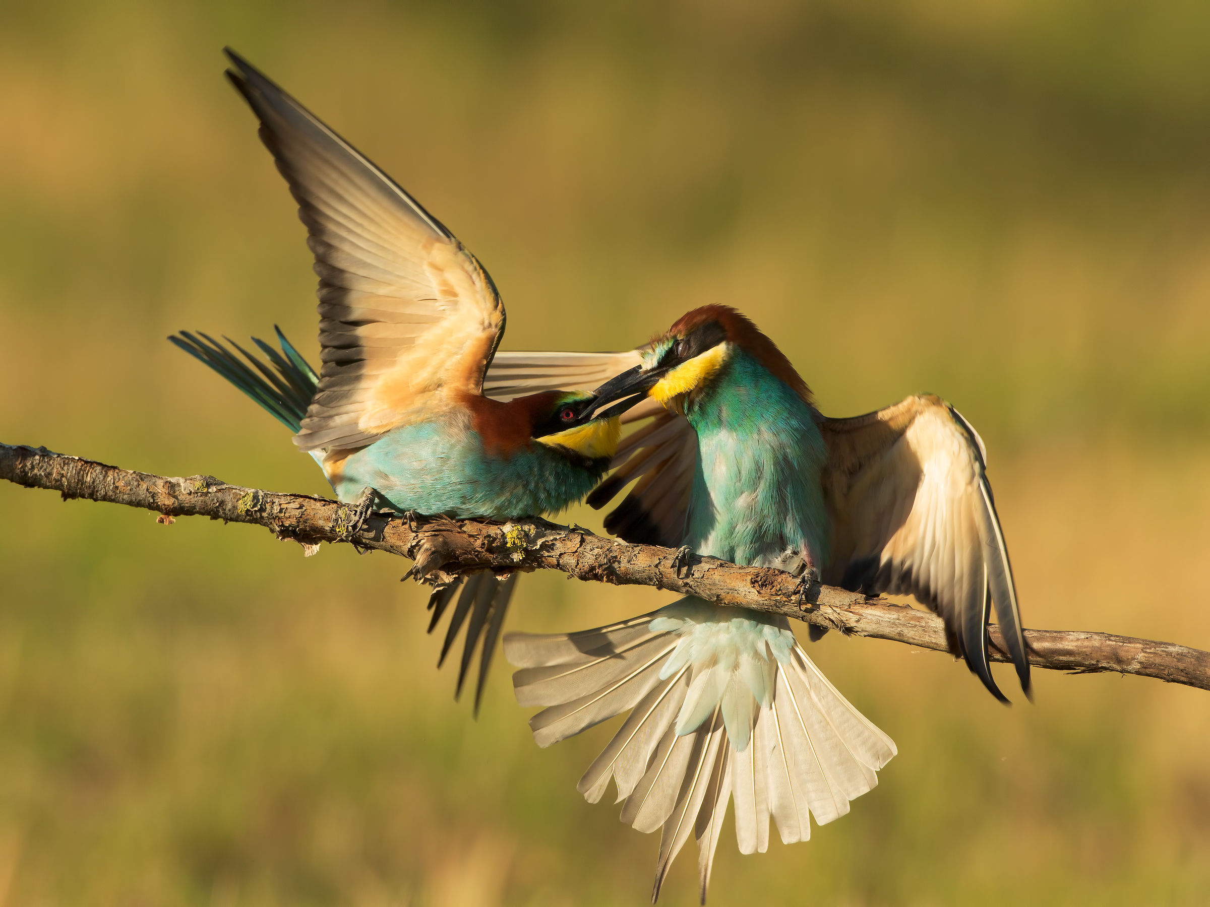 bee-eaters