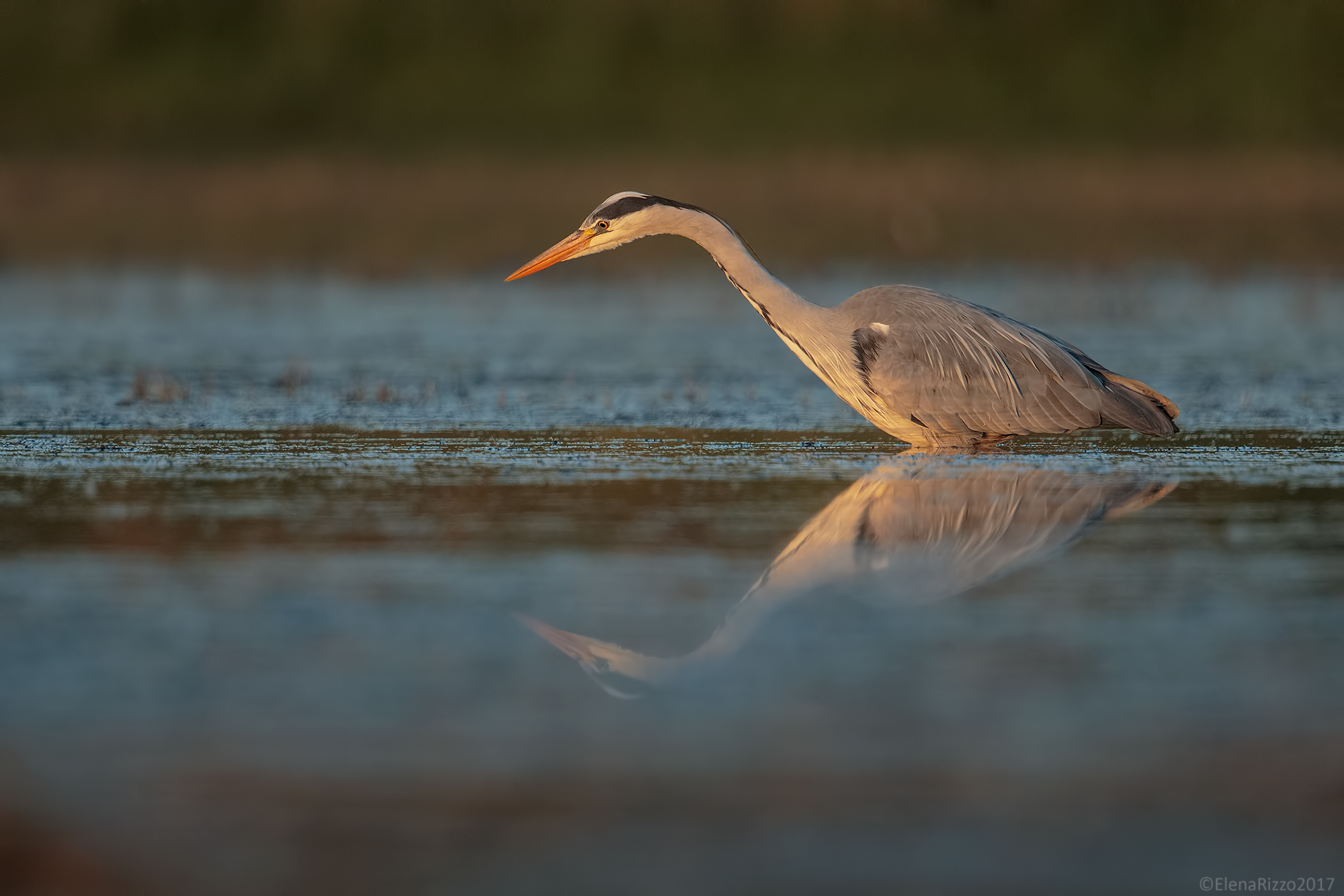 Grass heron