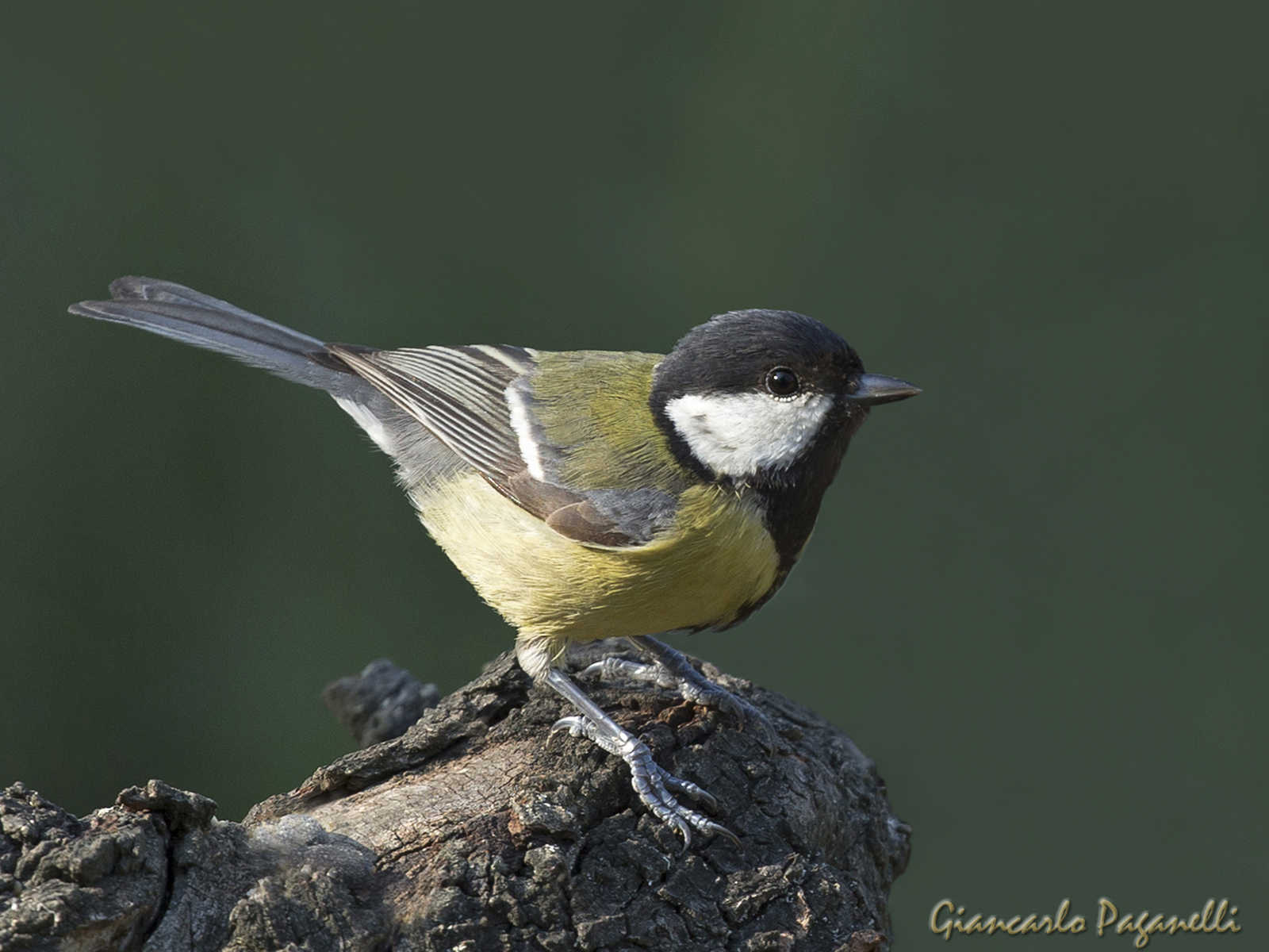 Great Tit